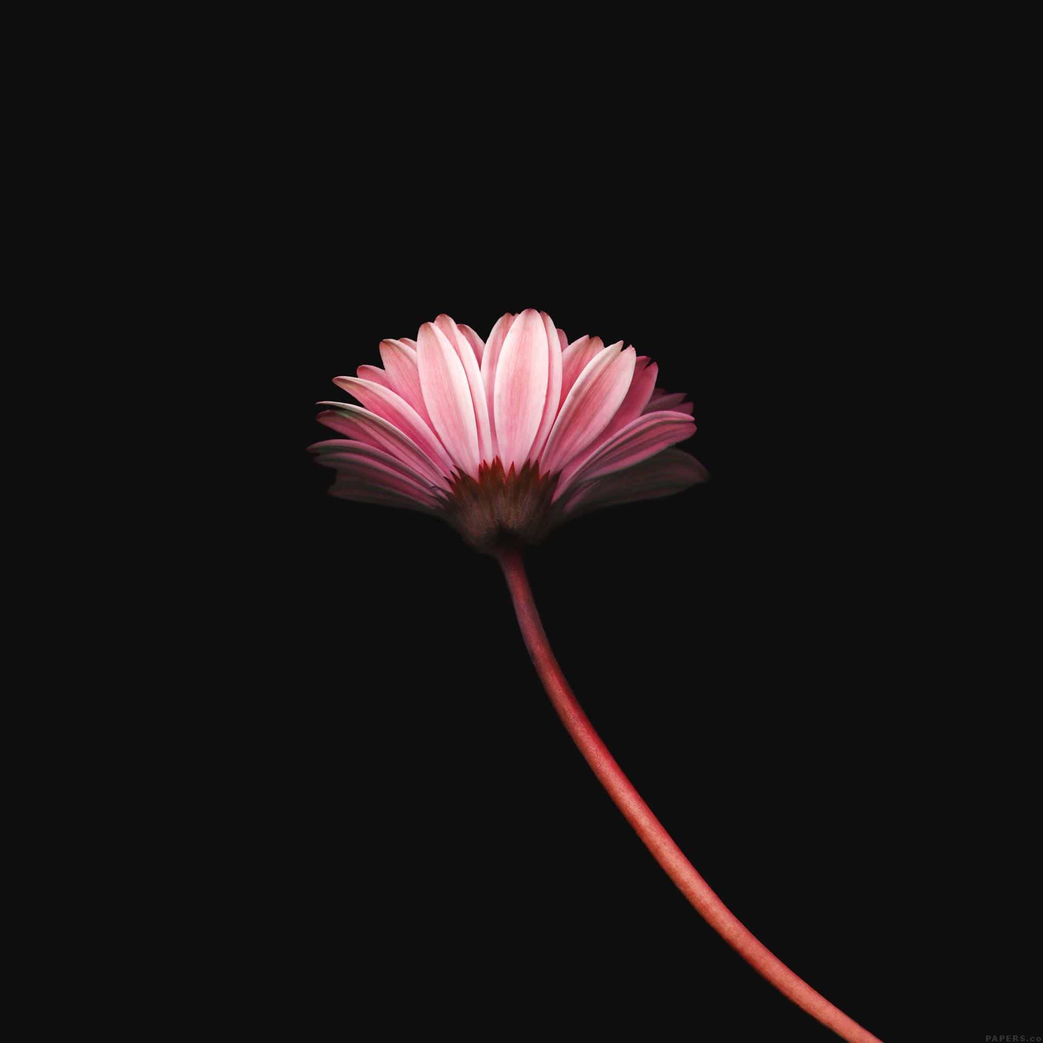 pink daisy, slender stem, pure black background, Full HD Desktop Wallpaper