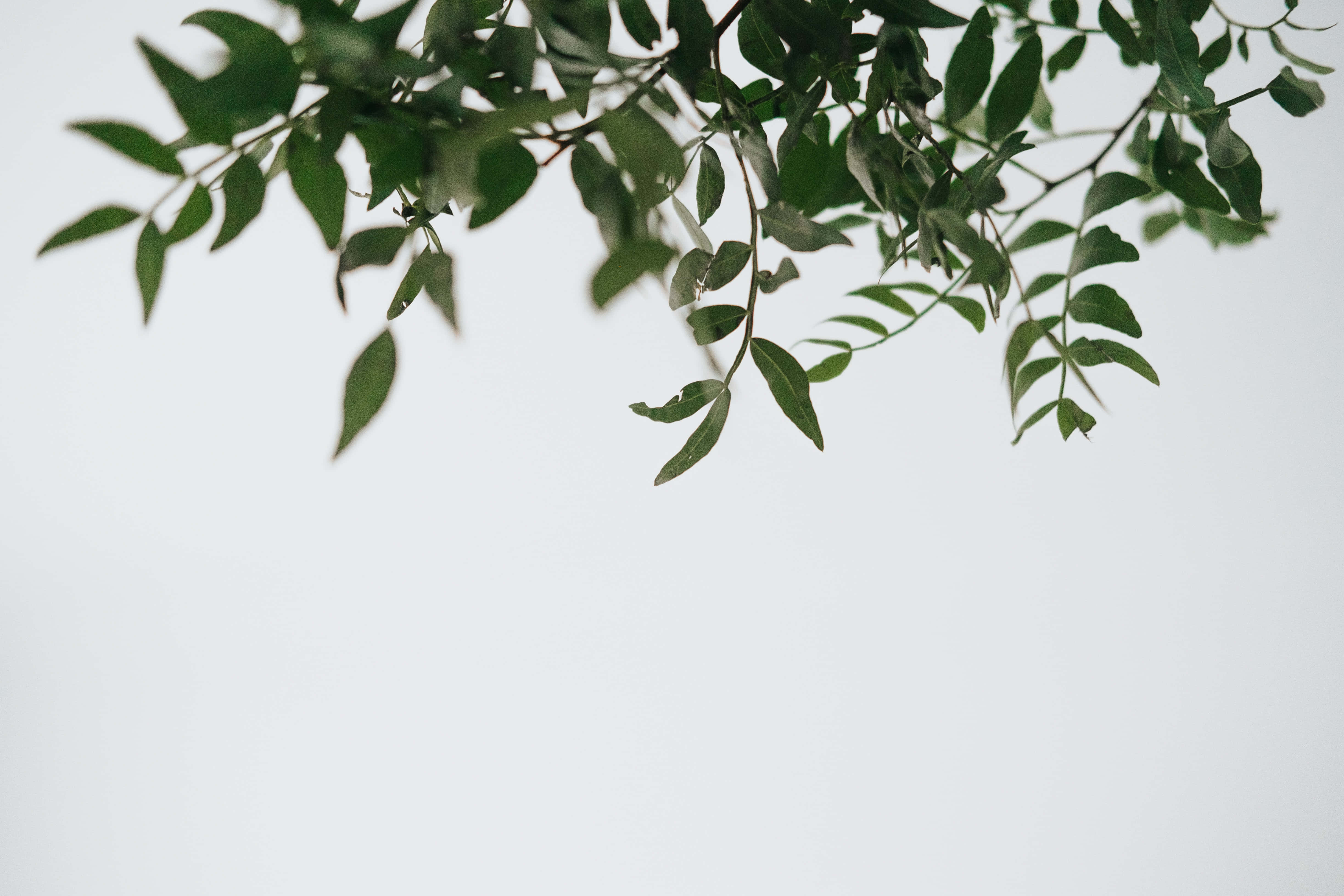 tree branch, leaves, green, 4K Desktop Wallpaper