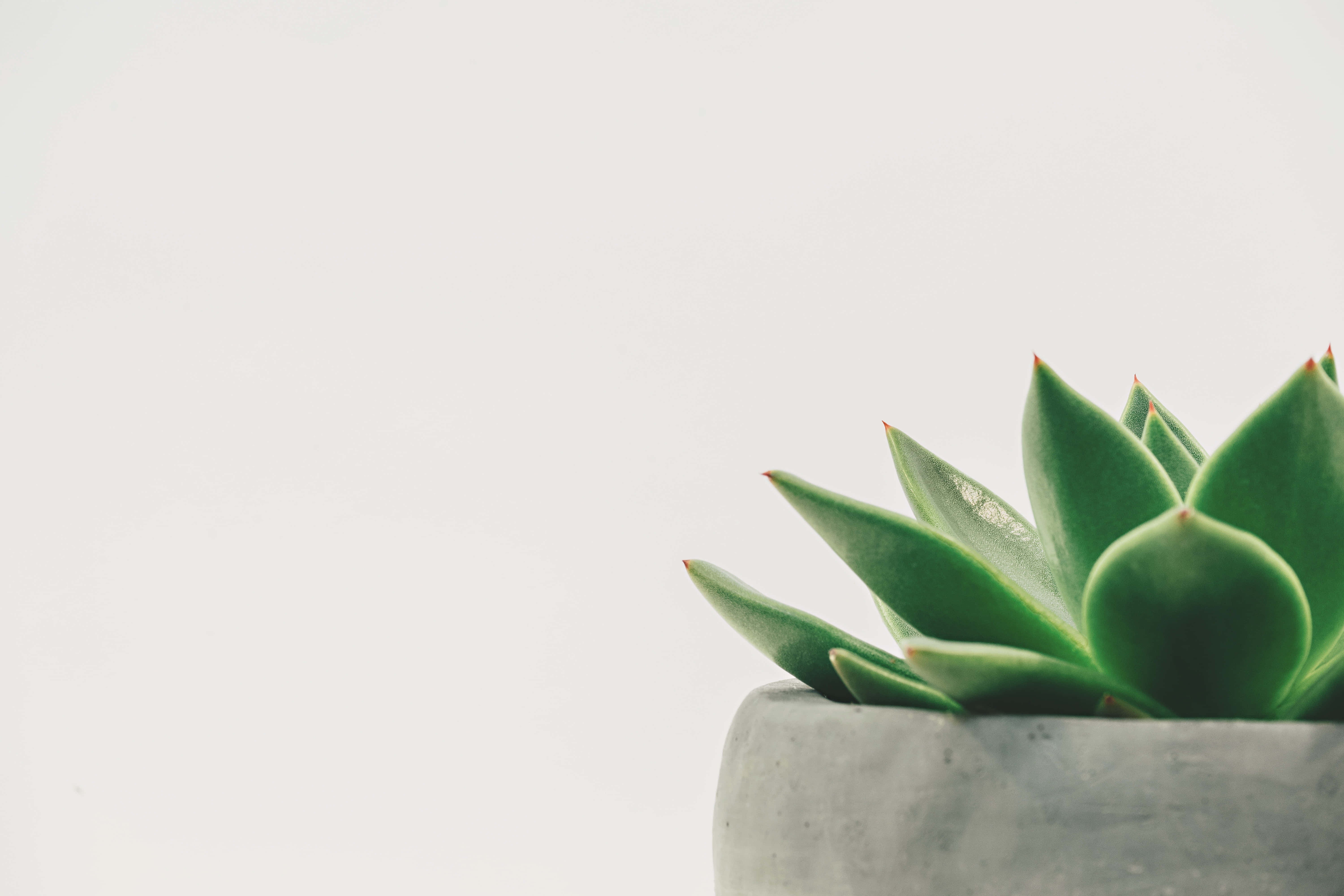 green succulent, pointed leaves, textured gray concrete pot, 5K Desktop Wallpaper