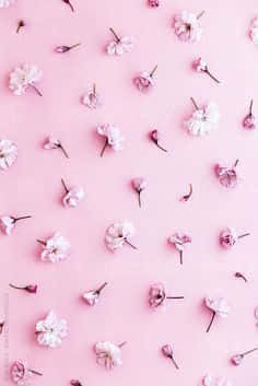 soft pink background, delicate white and pink cherry blossoms, flat lay composition, SD Phone Wallpaper