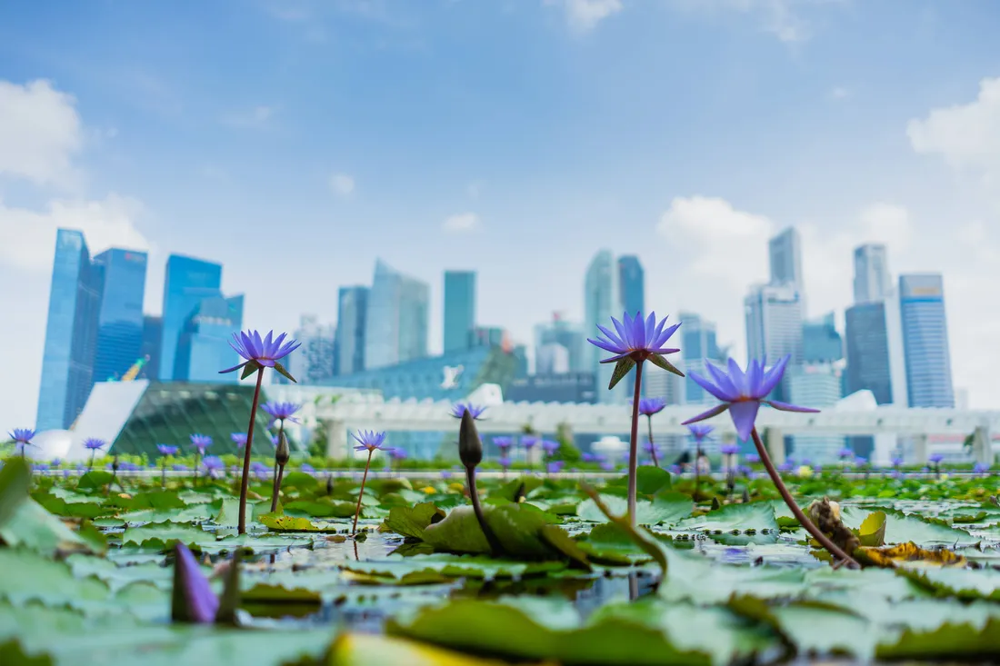 Singapore Botanic Gardens