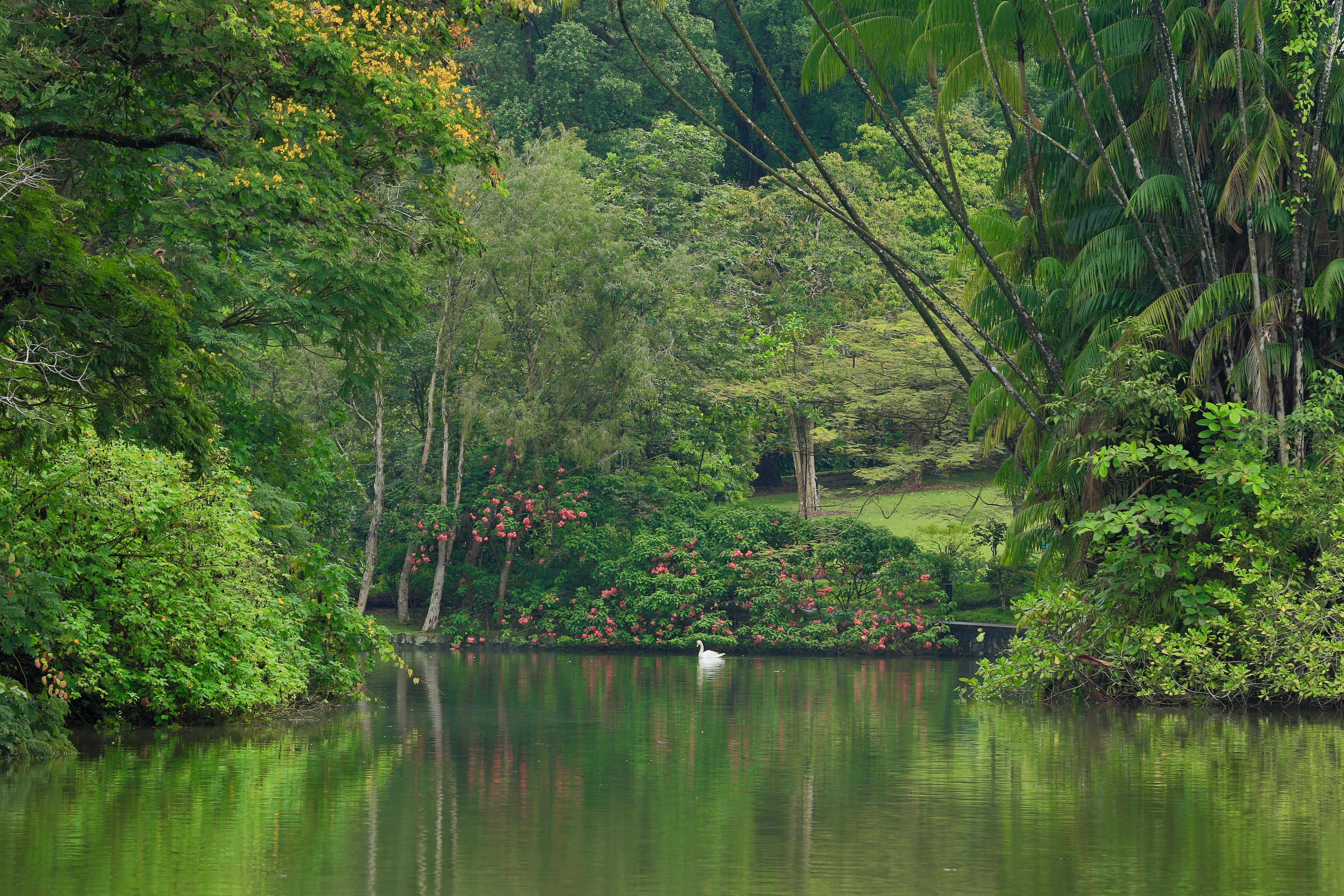 tranquil lake, Singapore Botanic Gardens, lush green foliage, 2K Desktop Wallpaper