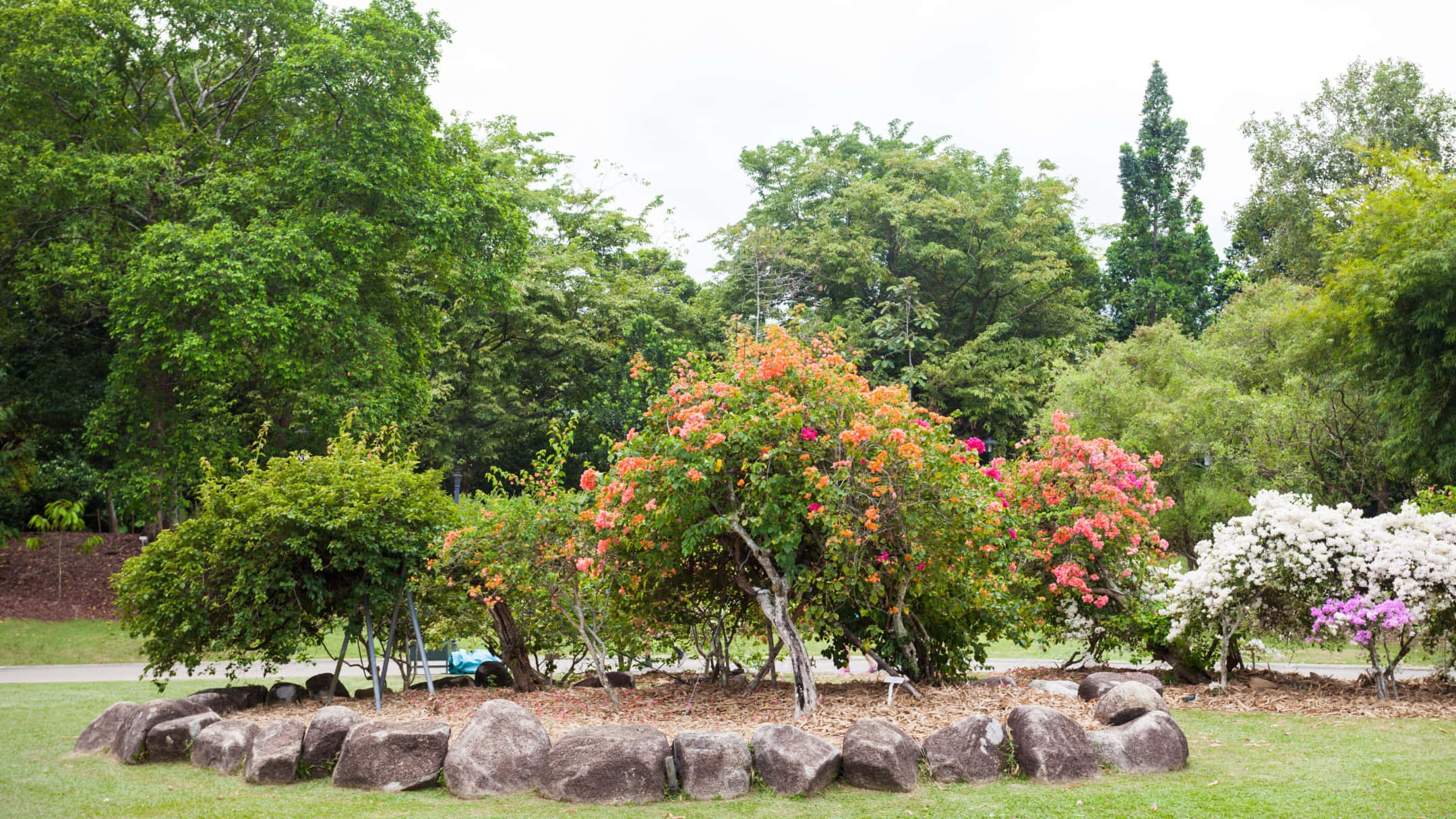 Singapore Botanic Gardens, floral display, orange pink and white flowers, Full HD Desktop Wallpaper