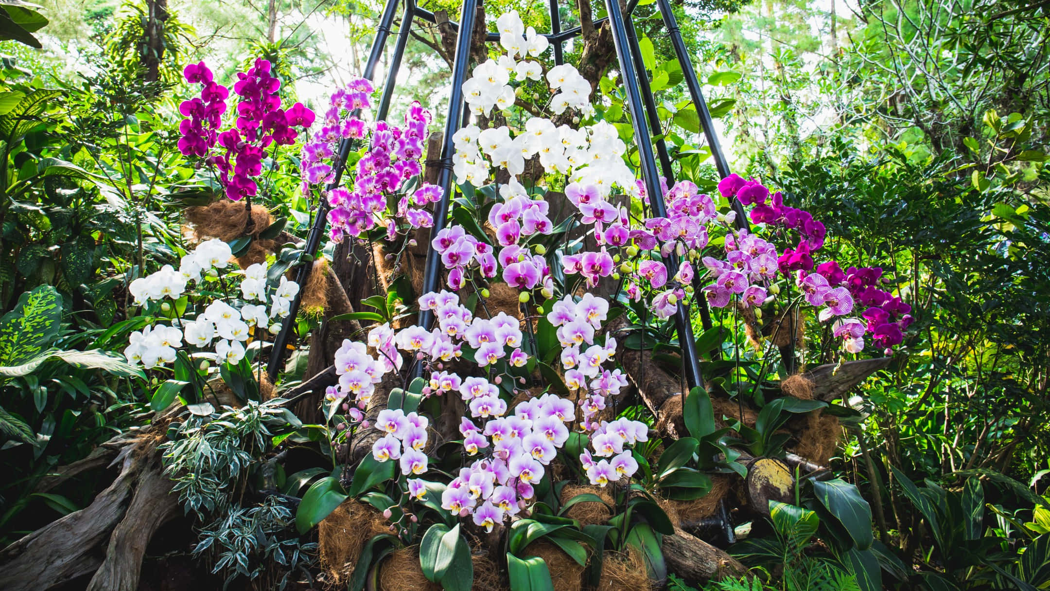 orchid display, Singapore Botanic Gardens, purple white and pink orchids, Full HD Desktop Wallpaper