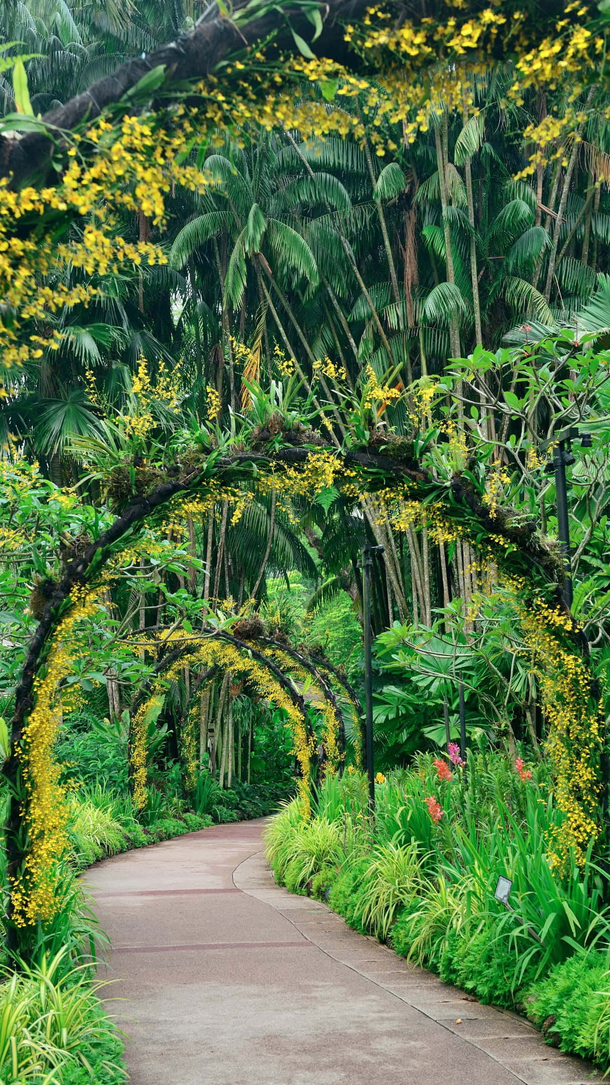 floral archway, Singapore Botanic Gardens, lush green archway, Full HD Phone Wallpaper