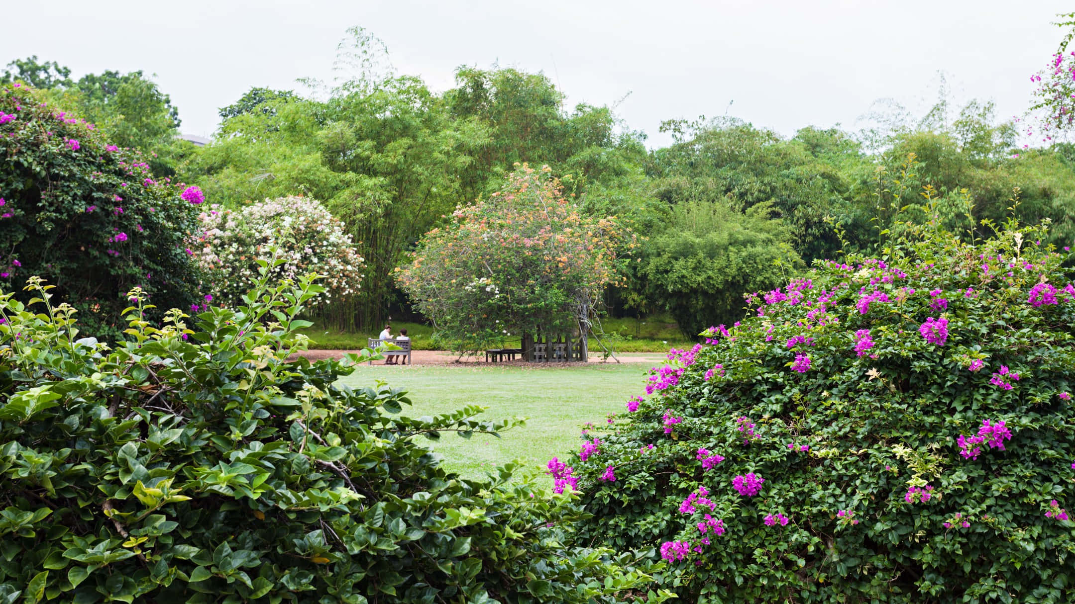 Singapore Botanic Gardens, vibrant purple bougainvillea, lush green park, Full HD Desktop Wallpaper