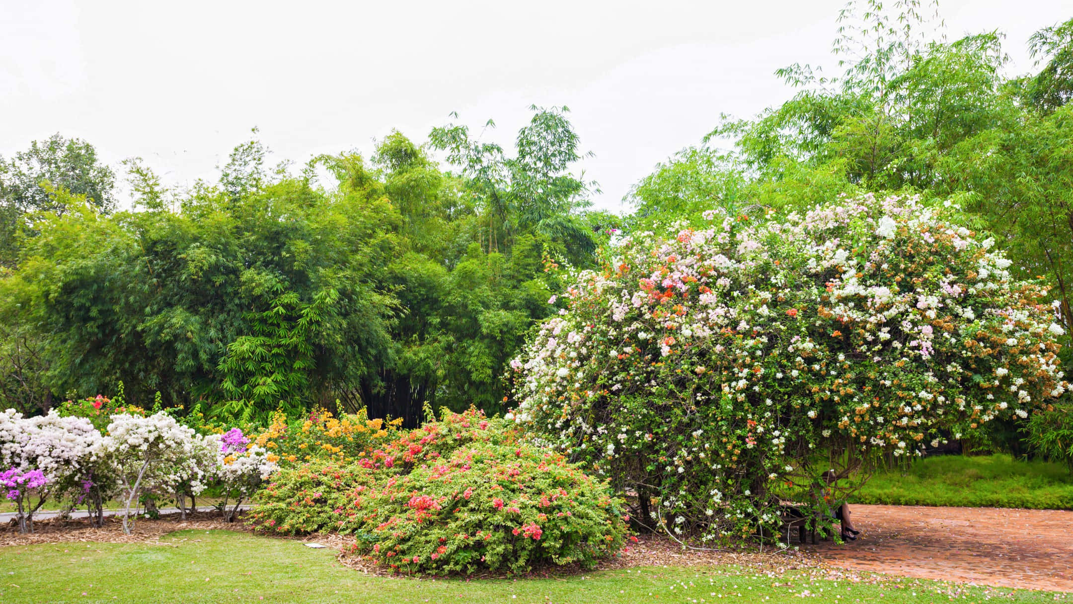 Singapore Botanic Gardens, floral display, vibrant flowering bushes, Full HD Desktop Wallpaper