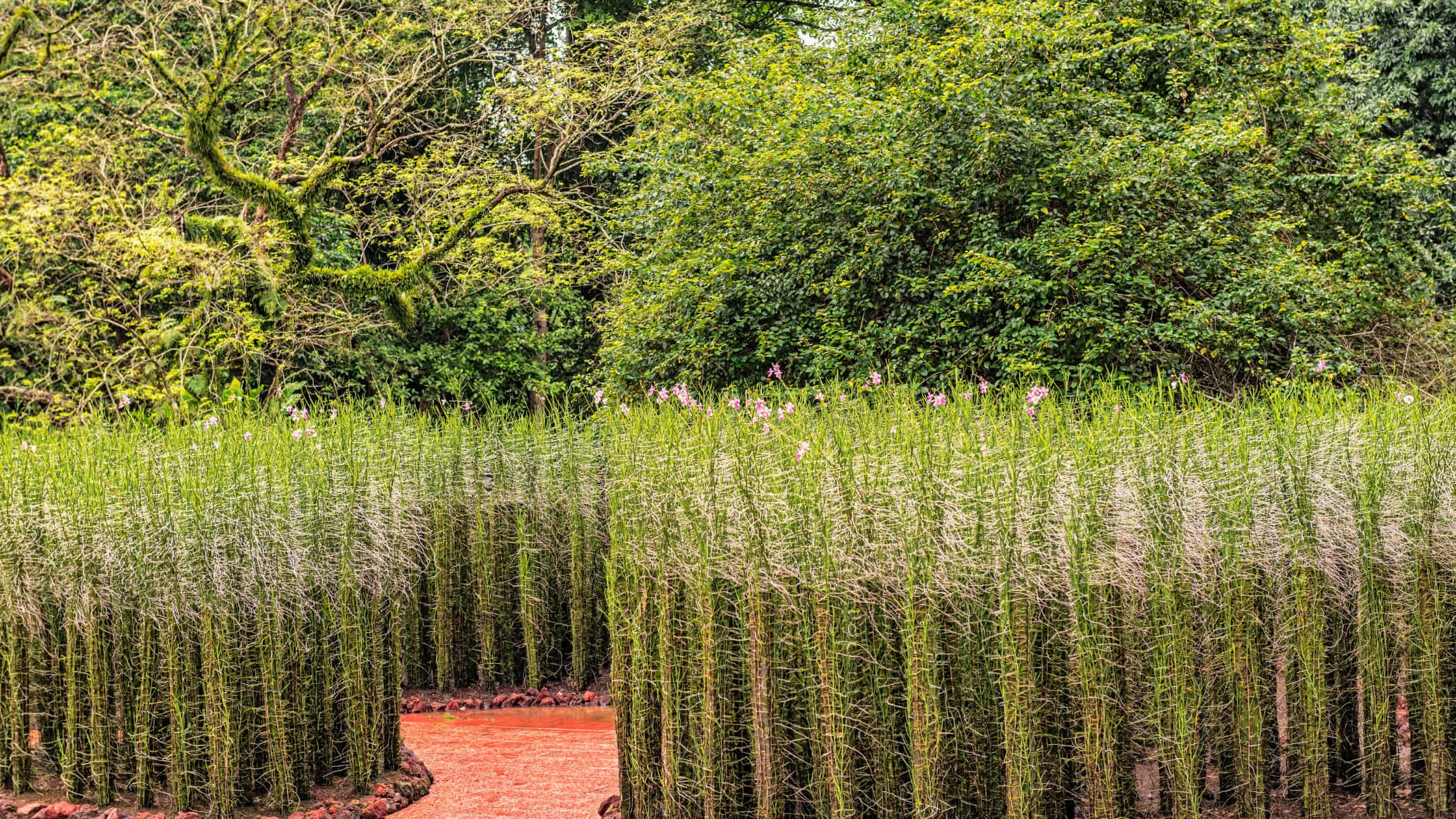 Singapore Botanic Gardens, tall grass pathway, red brick path, Full HD Desktop Wallpaper
