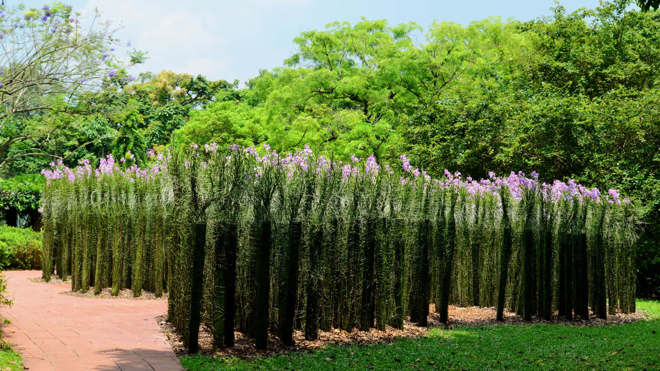 Singapore Botanic Gardens, tall green plants, purple flowers, Full HD Desktop Wallpaper