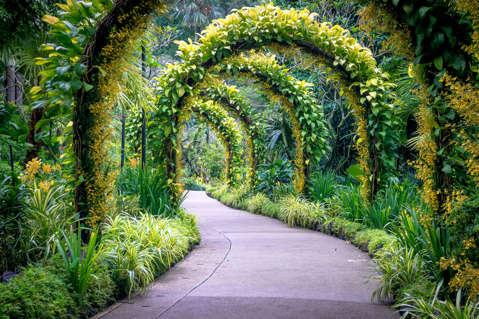 enchanted garden archway, Singapore Botanic Gardens, lush green arches, HD Desktop Wallpaper
