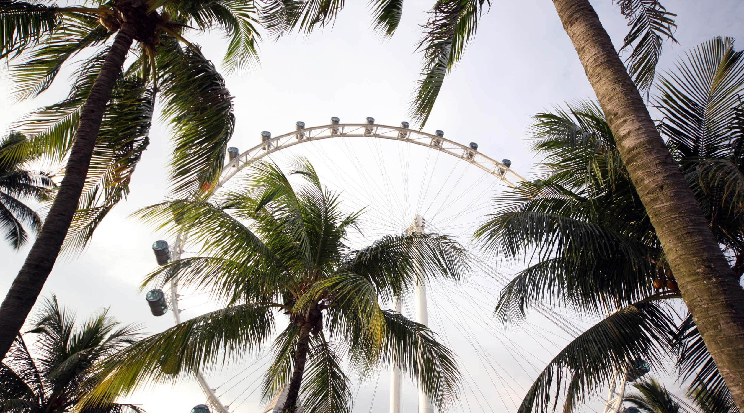 Singapore Flyer, palm trees, white Ferris wheel, Full HD Desktop Wallpaper