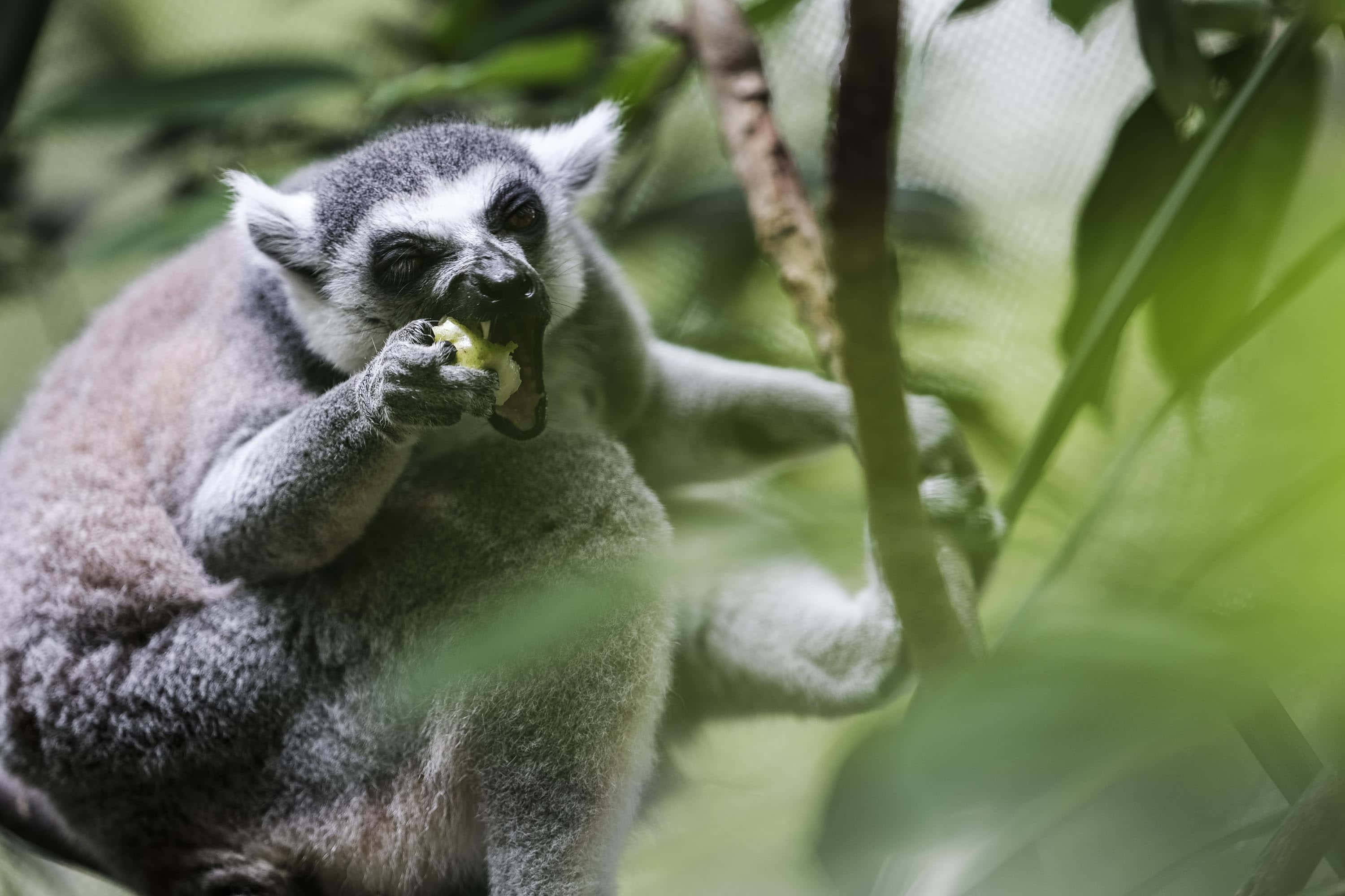 ringtailed lemur, gray and white fur, green fruit, 2K Desktop Wallpaper