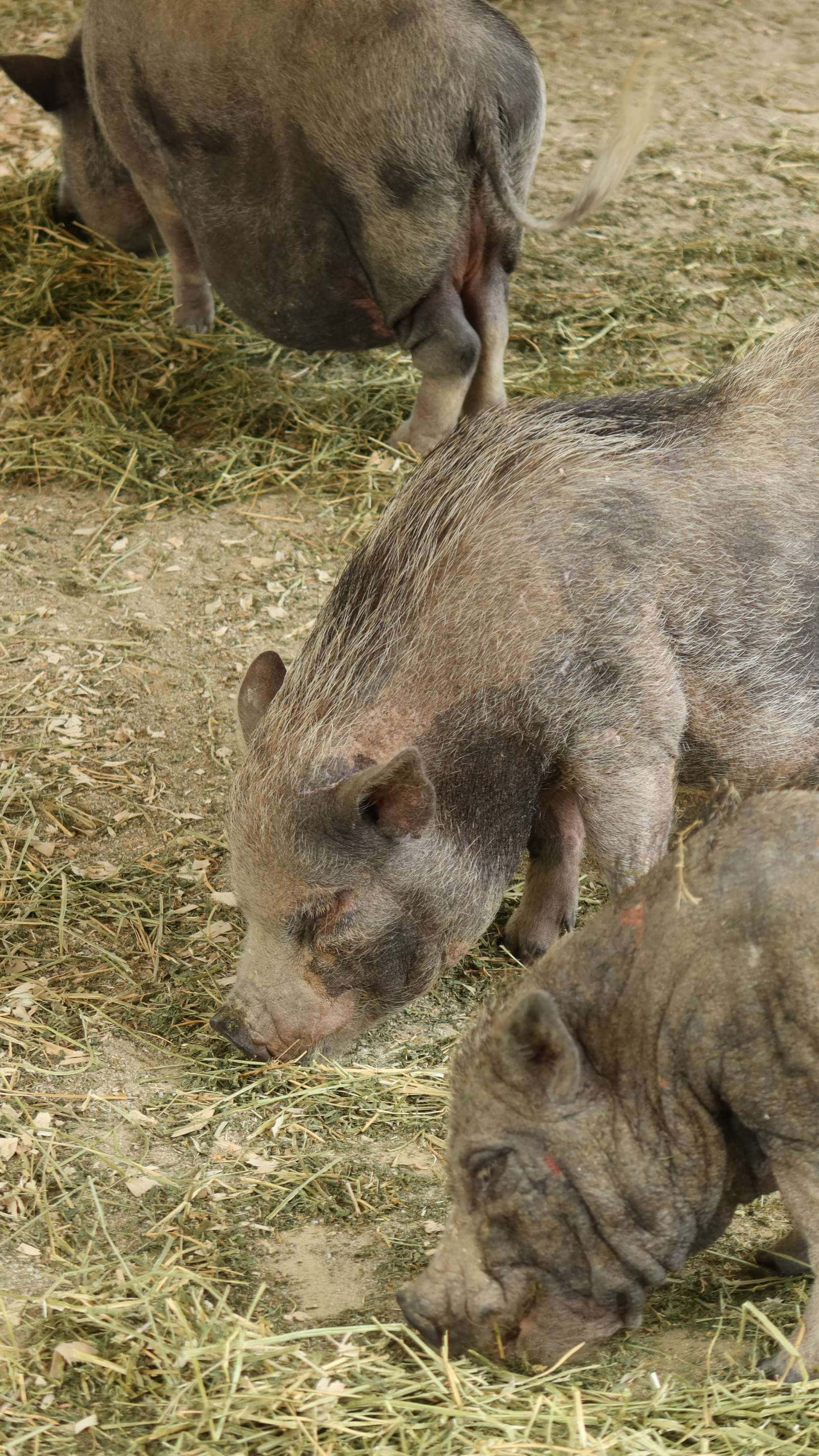 babirusa, herd, grazing, 2K Phone Wallpaper