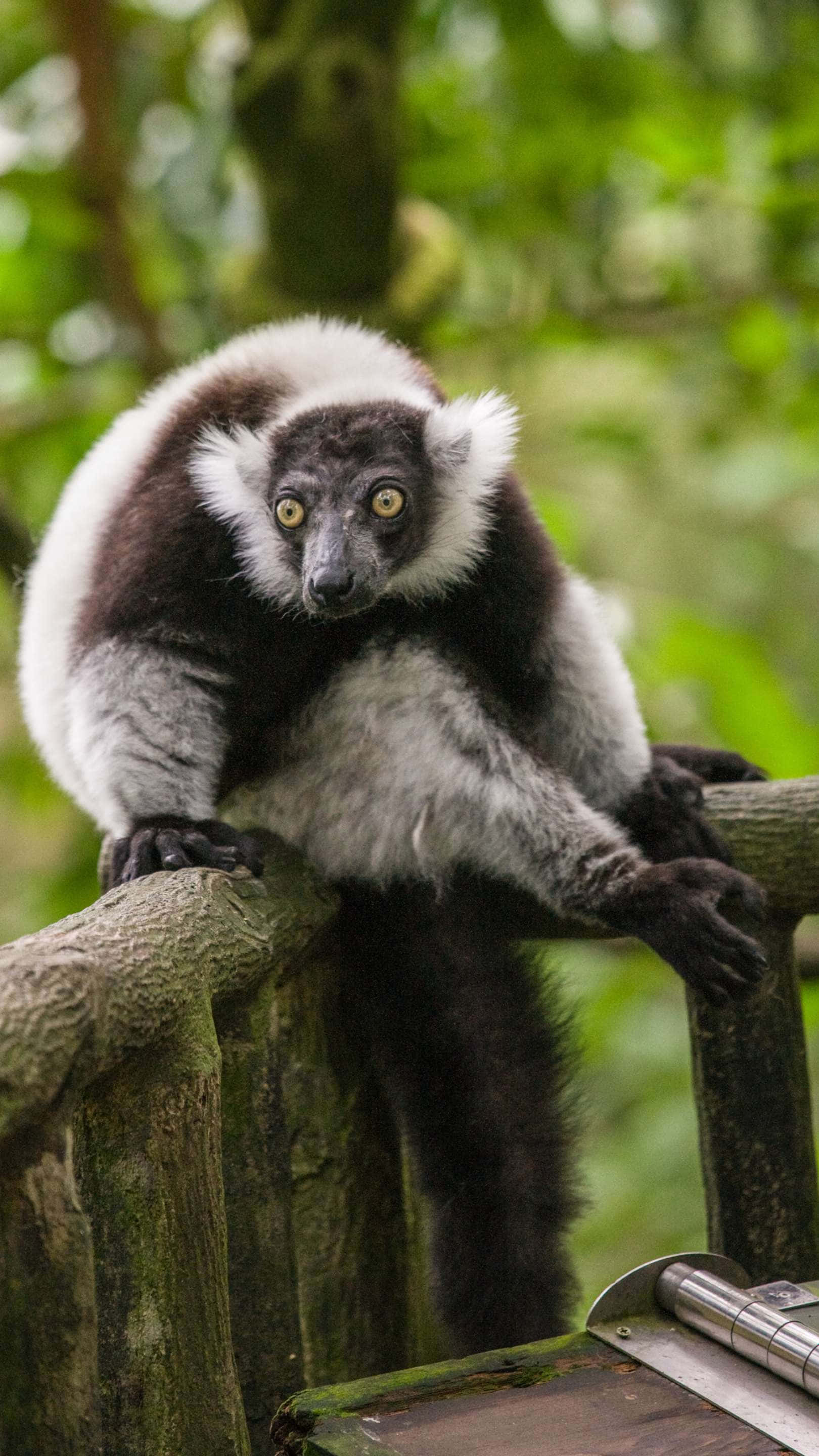 black and white lemur, Singapore Zoo, mossy wooden railing, 2K Phone Wallpaper