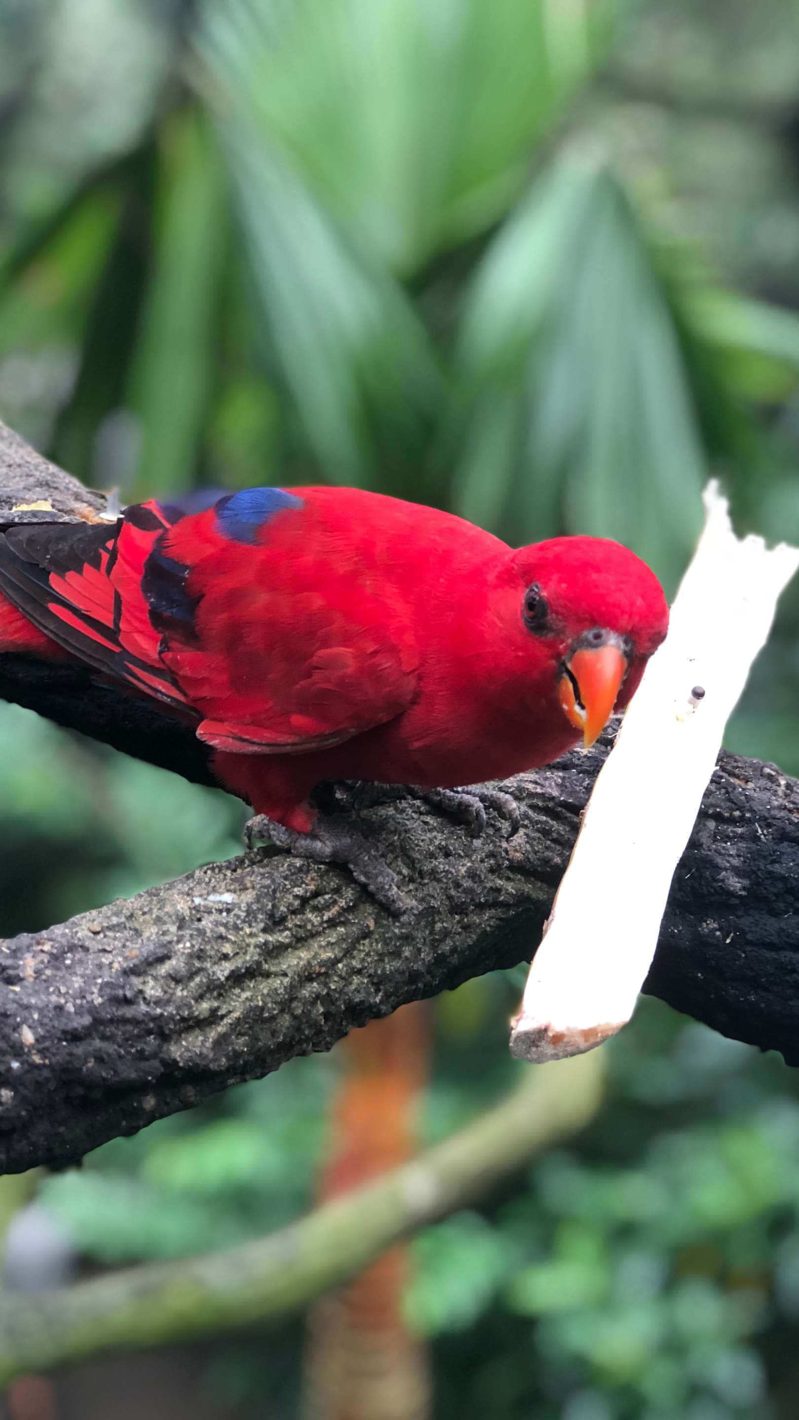 vibrant red lorikeet, blue wing patches, dark branch, 2K Phone Wallpaper