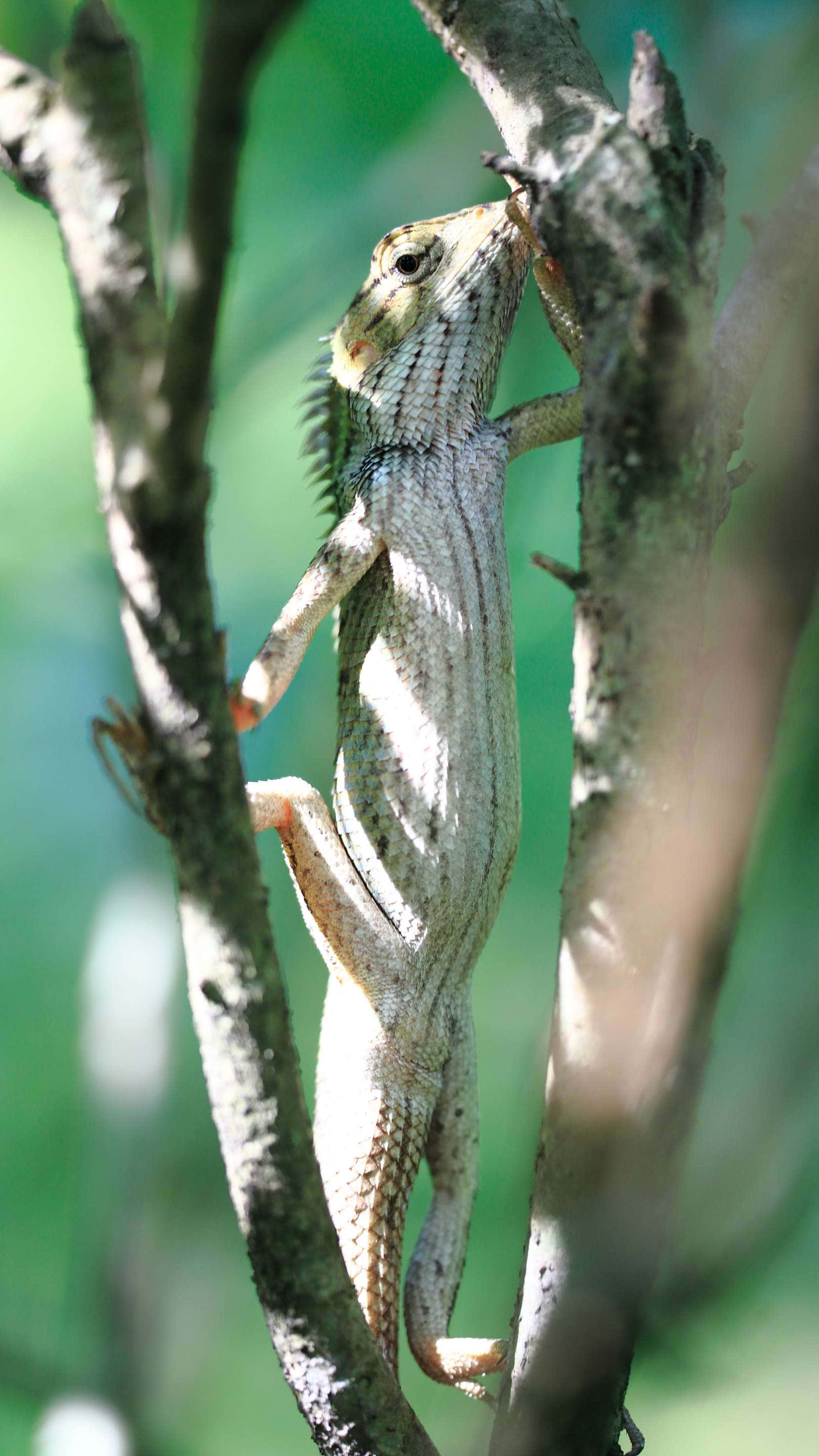 lizard, branch, Singapore Zoo, 2K Phone Wallpaper