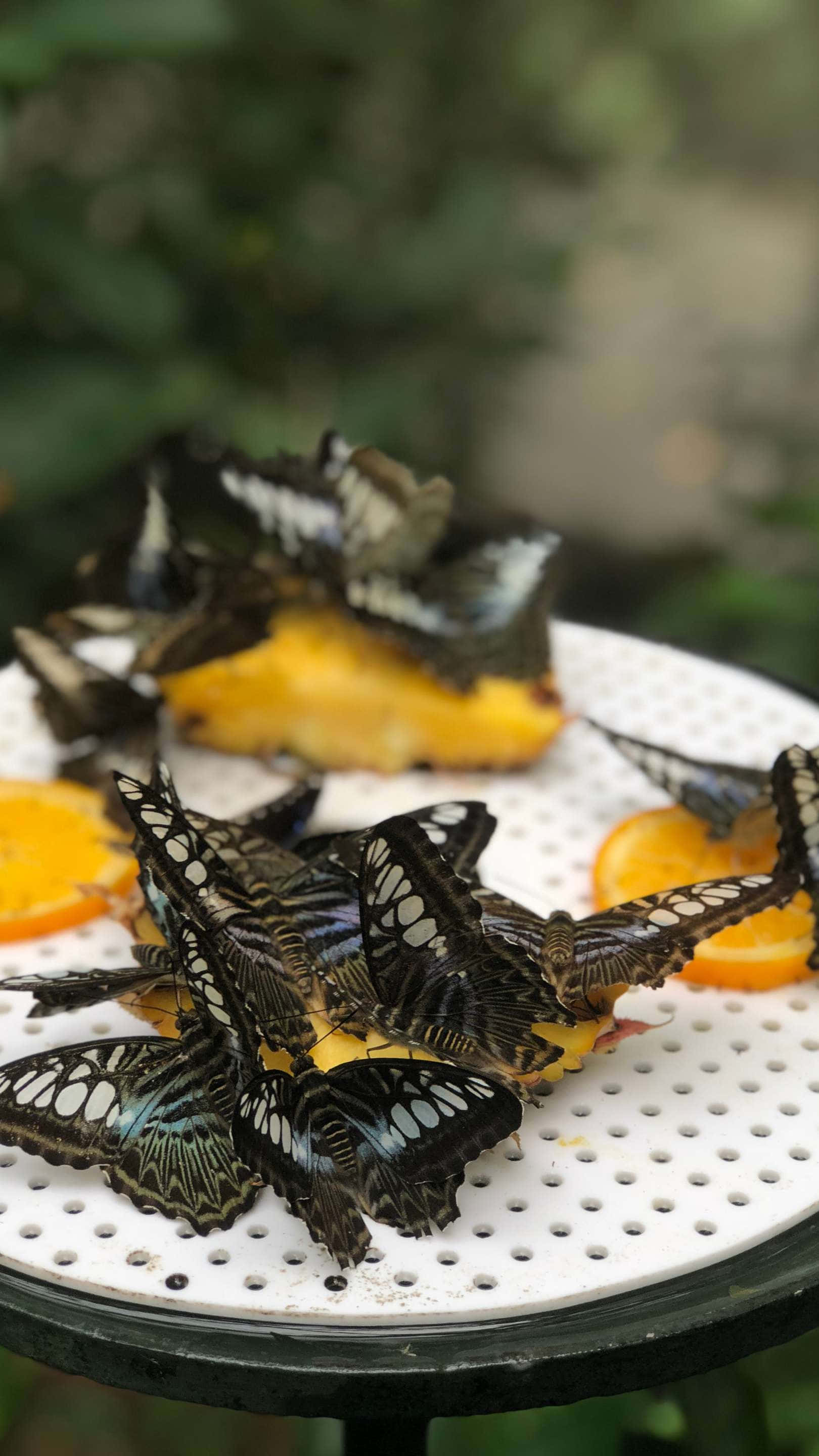 Singapore Zoo, butterflies, orange slices, 2K Phone Wallpaper