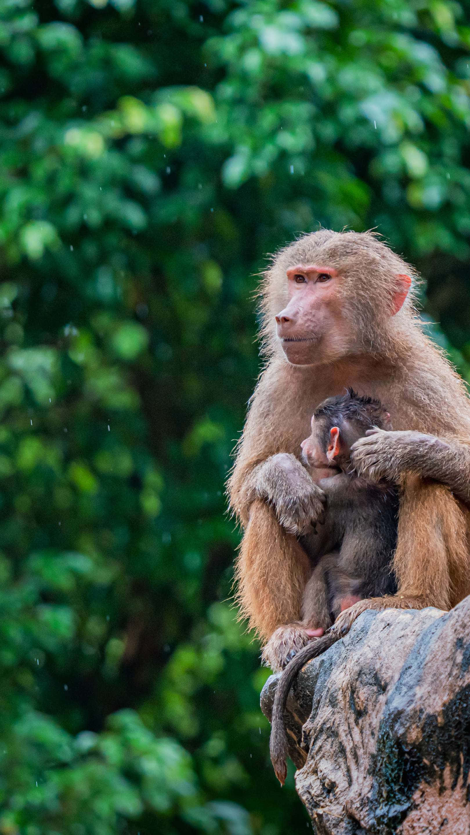 baboon mother and infant, Singapore Zoo, mossy rock, 2K Phone Wallpaper