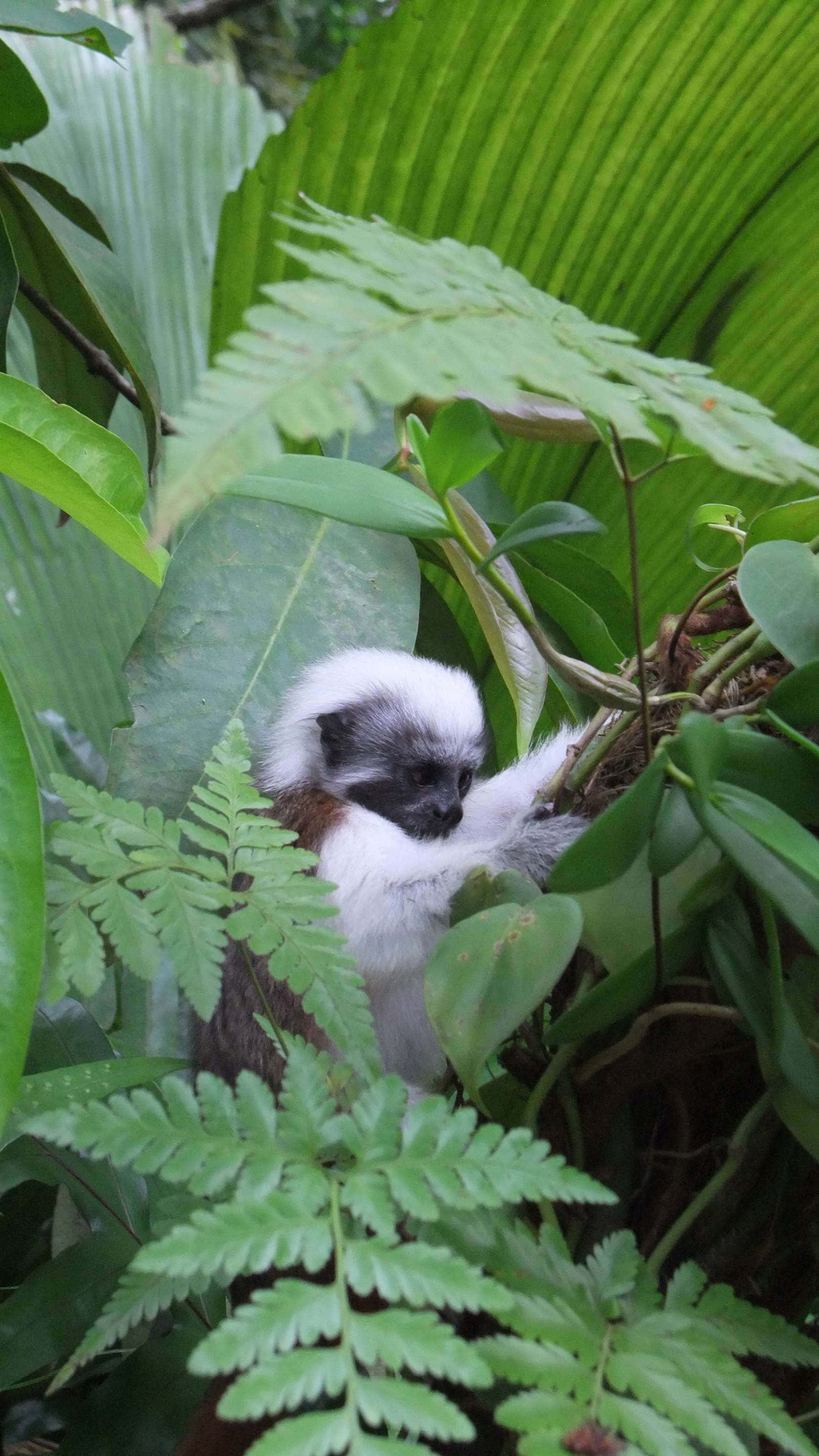 Cotton-top tamarin, foliage, lush green tropical leaves, 2K Phone Wallpaper