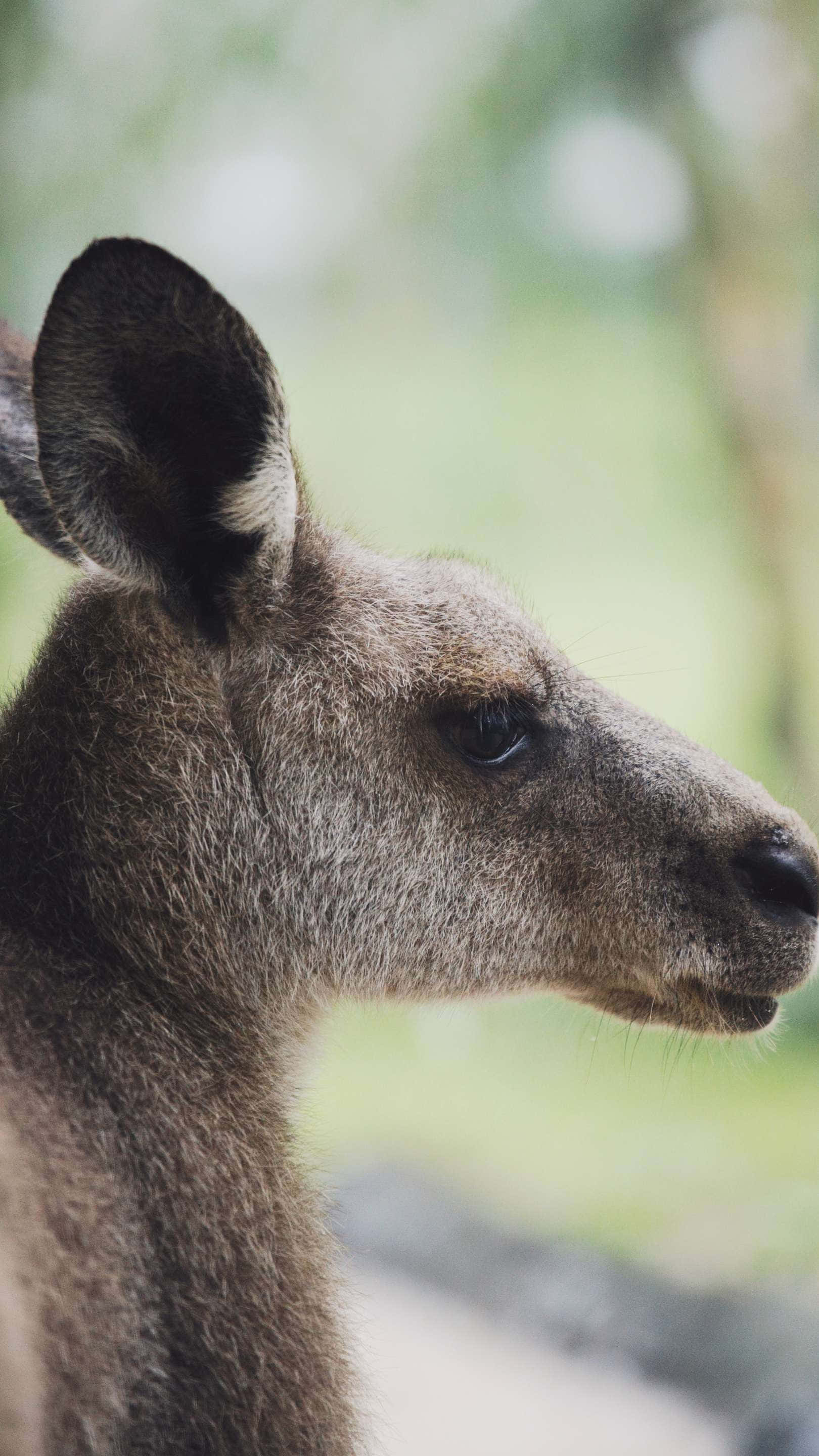 kangaroo, Singapore Zoo, soft natural light, 2K Phone Wallpaper