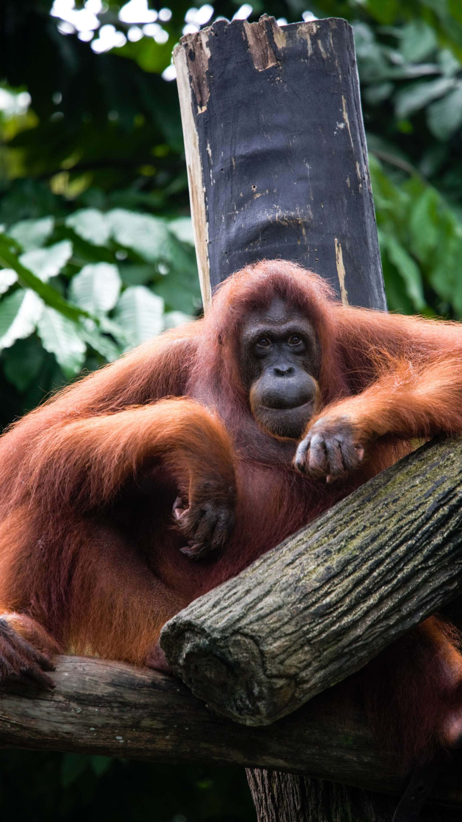 orangutan, Singapore Zoo, reddish-brown fur, 2K Phone Wallpaper