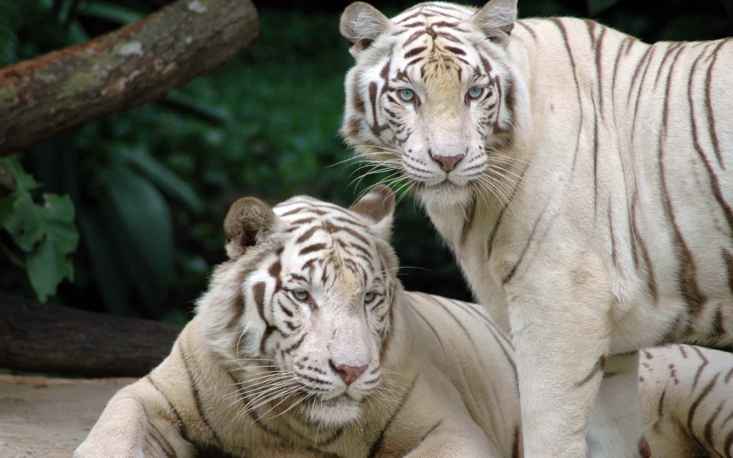 white tigers, piercing blue eyes, lush green jungle setting, 2K Desktop Wallpaper