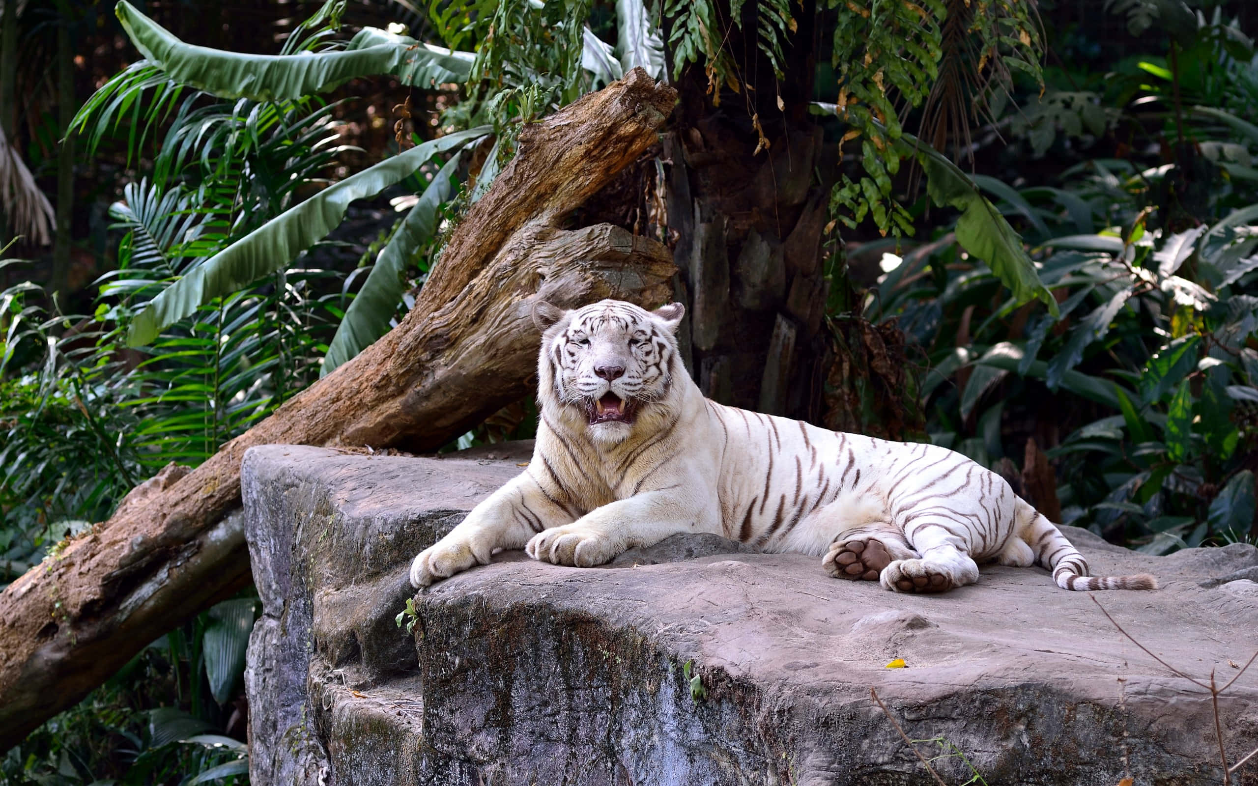 white tiger, black stripes, mossy rock, 2K Desktop Wallpaper