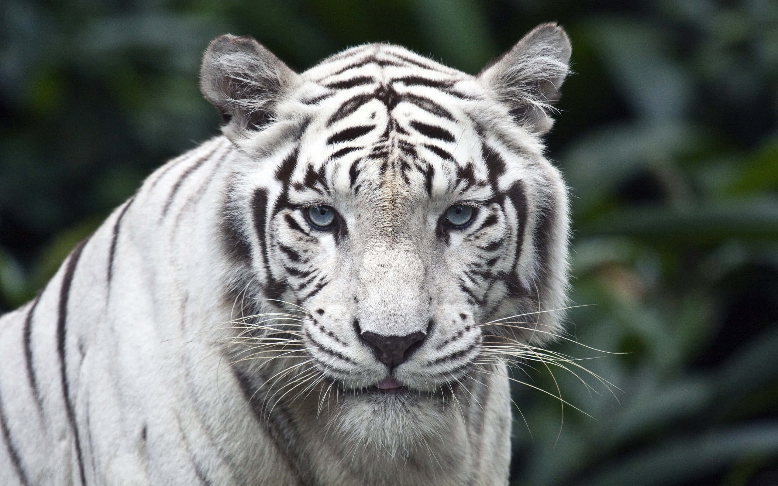 majestic white tiger, piercing blue eyes, blurred green foliage background, 2K Desktop Wallpaper