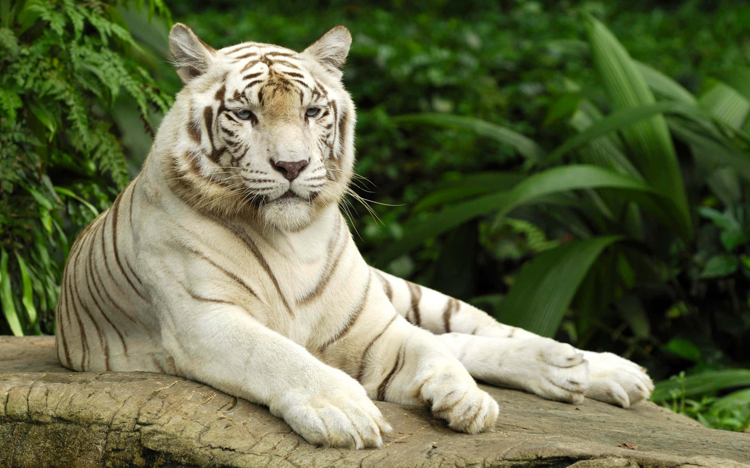 majestic white tiger, black stripes, mossy log, 2K Desktop Wallpaper