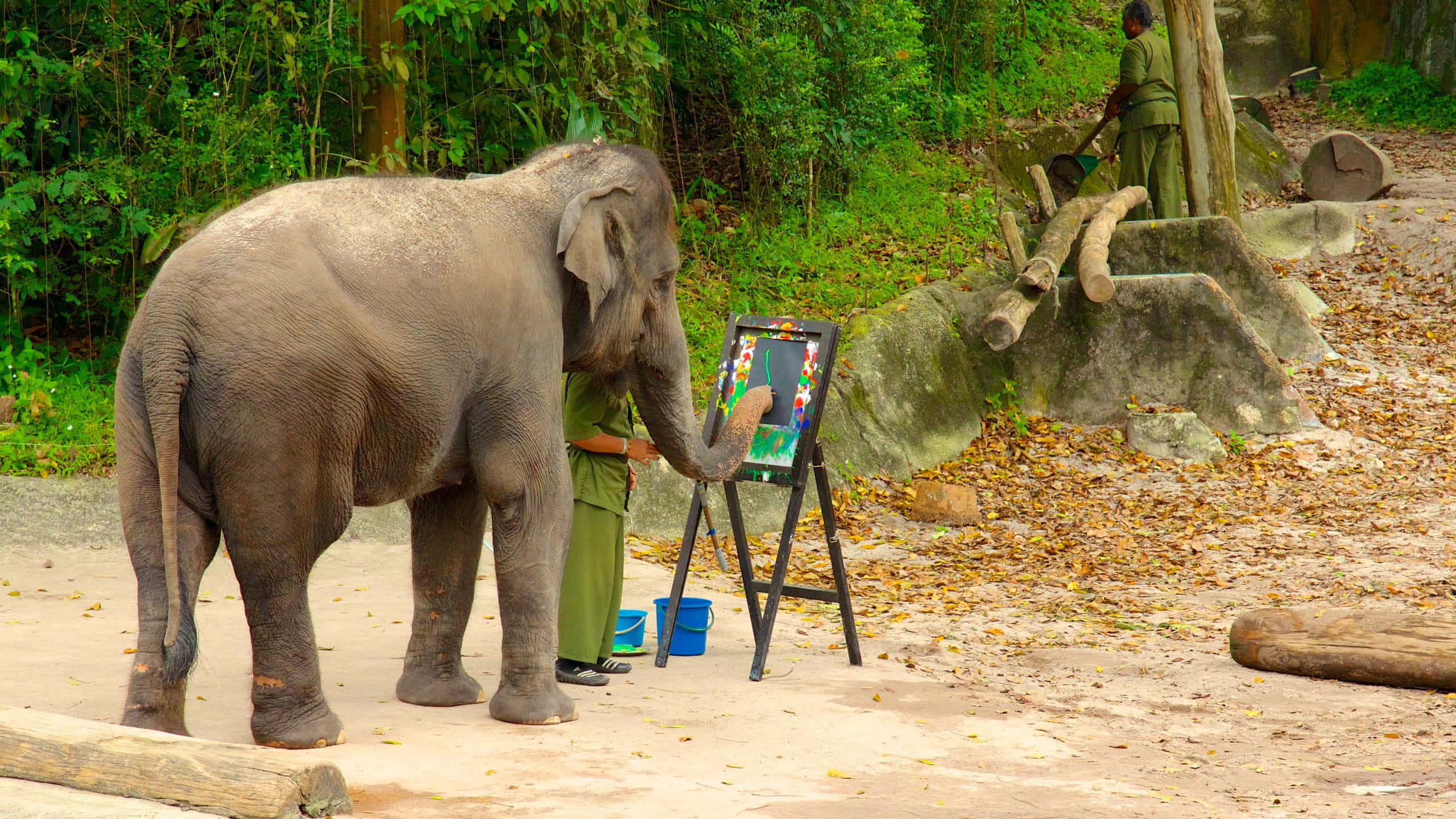 elephant painting activity, Singapore Zoo, easel, 2K Desktop Wallpaper