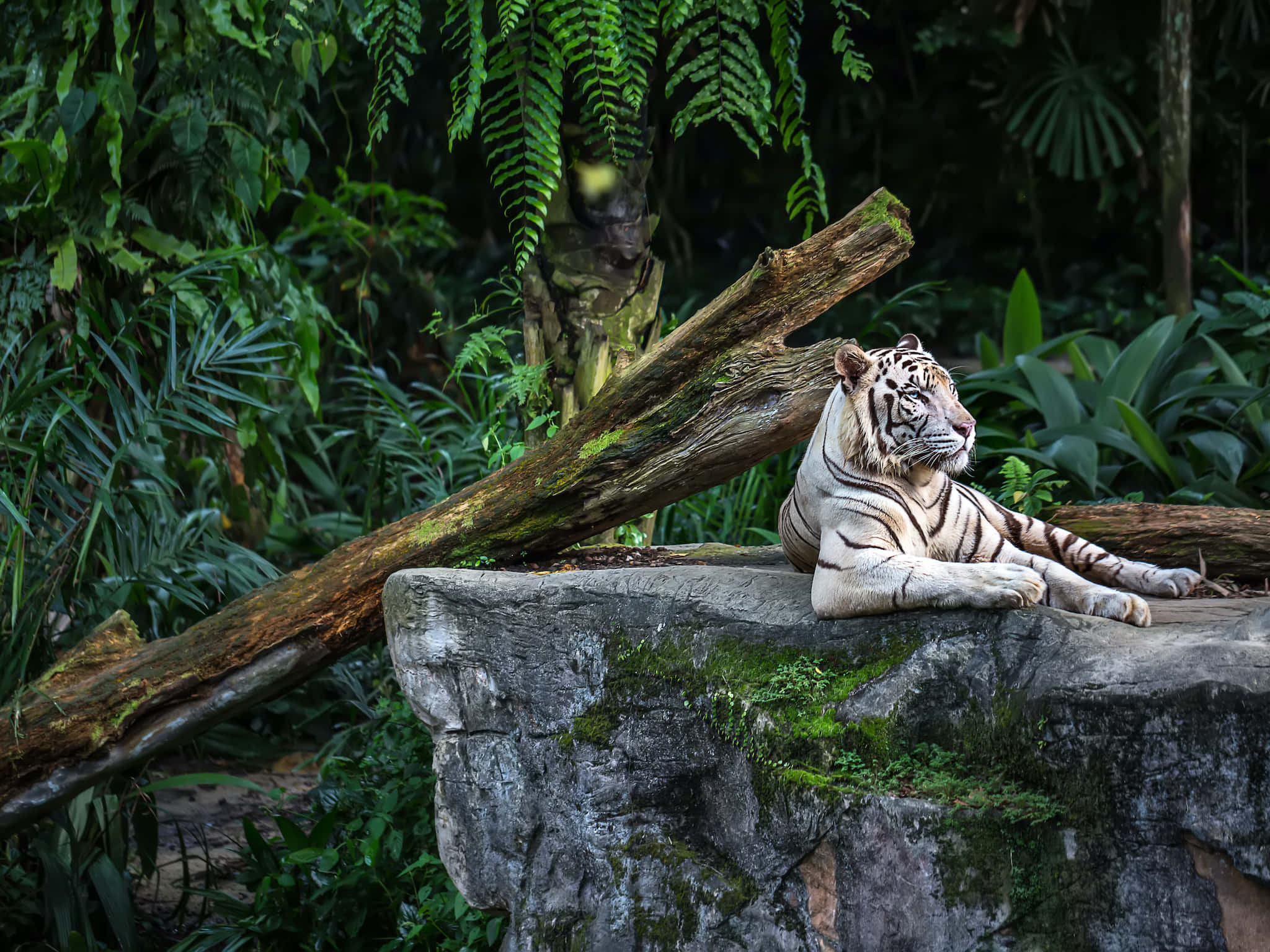 white tiger, Singapore Zoo, mossy rock, Full HD Desktop Wallpaper
