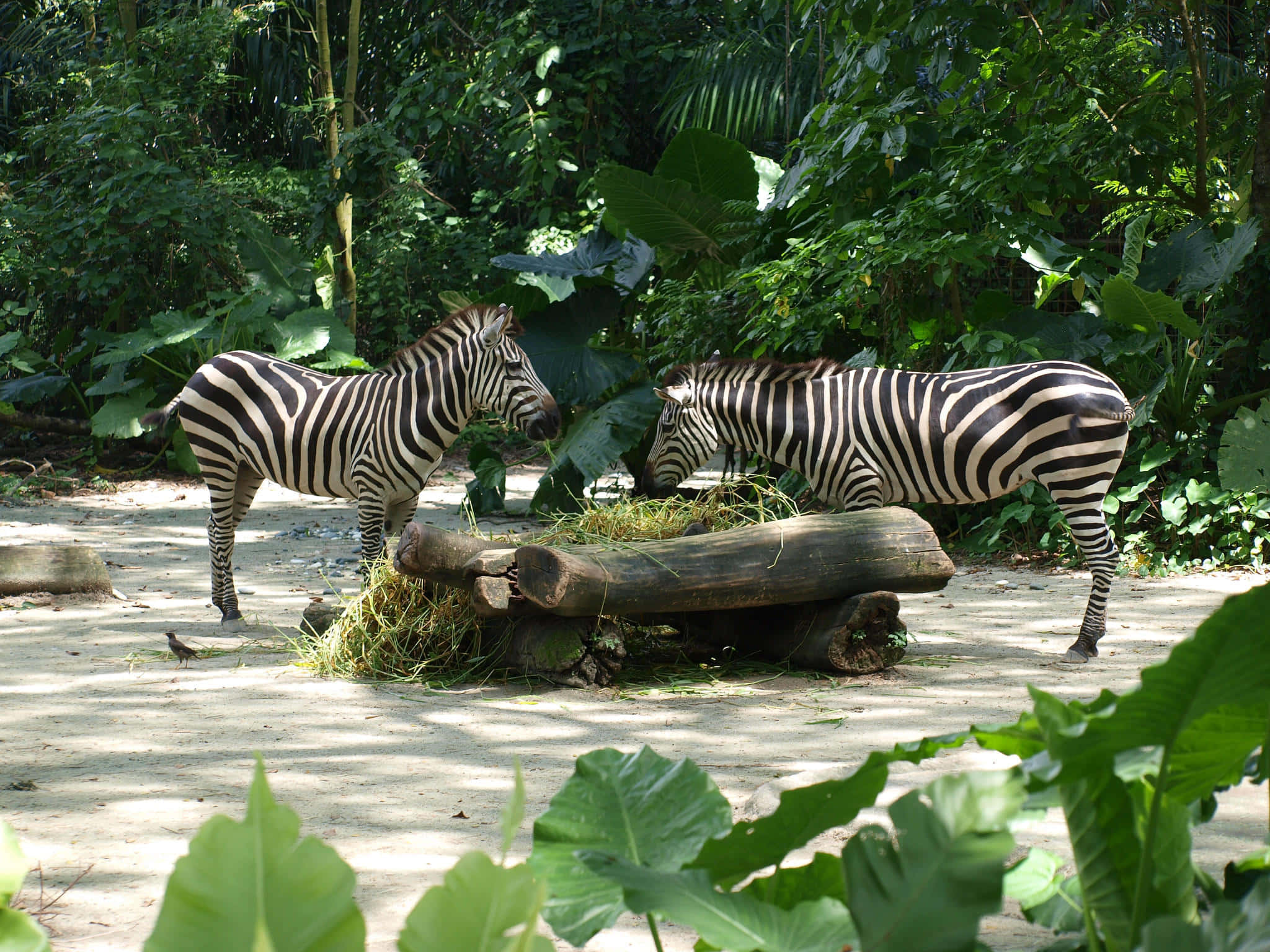zebras, black and white stripes, hay, Full HD Desktop Wallpaper