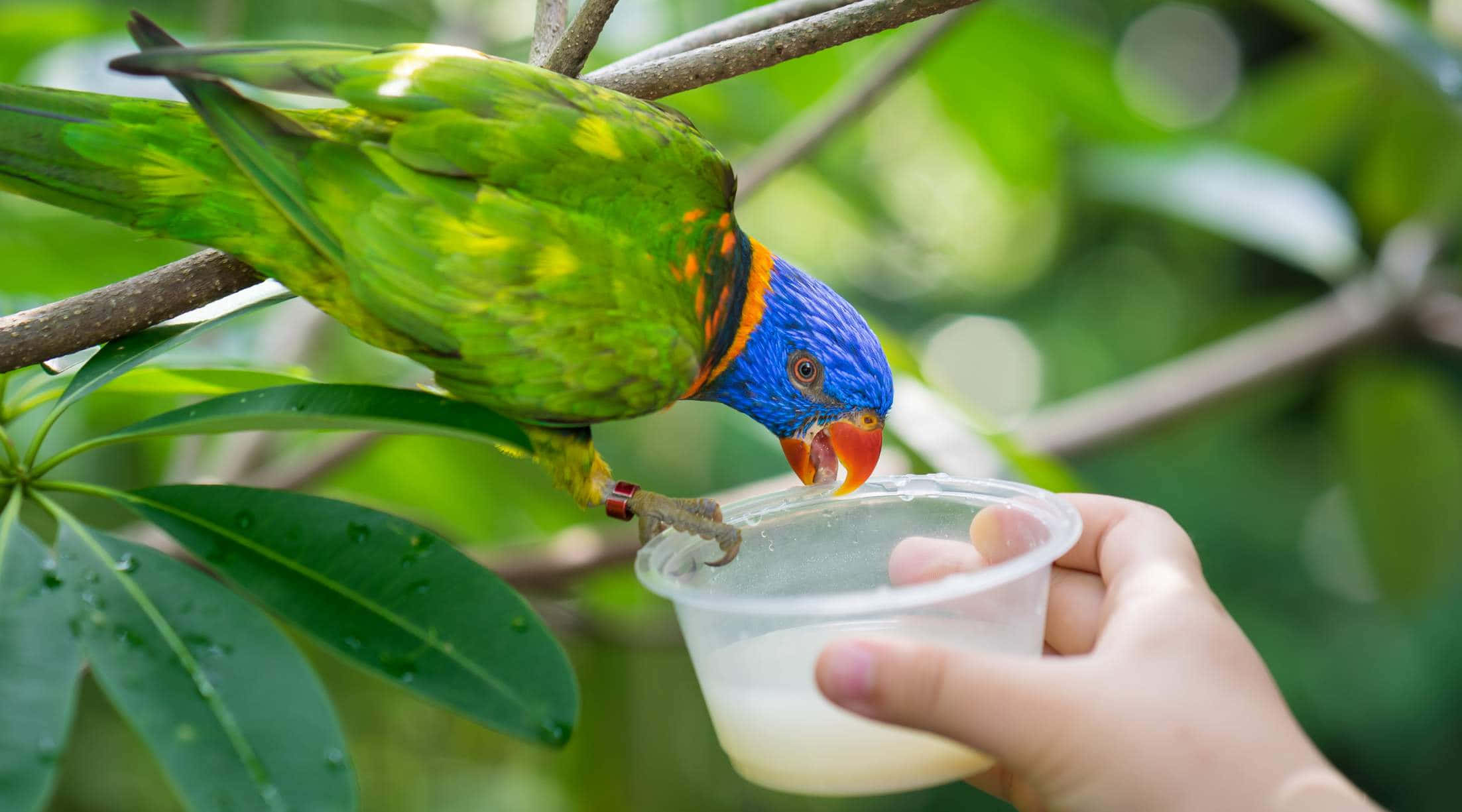 rainbow lorikeet, Singapore Zoo, lush green forest, Full HD Desktop Wallpaper