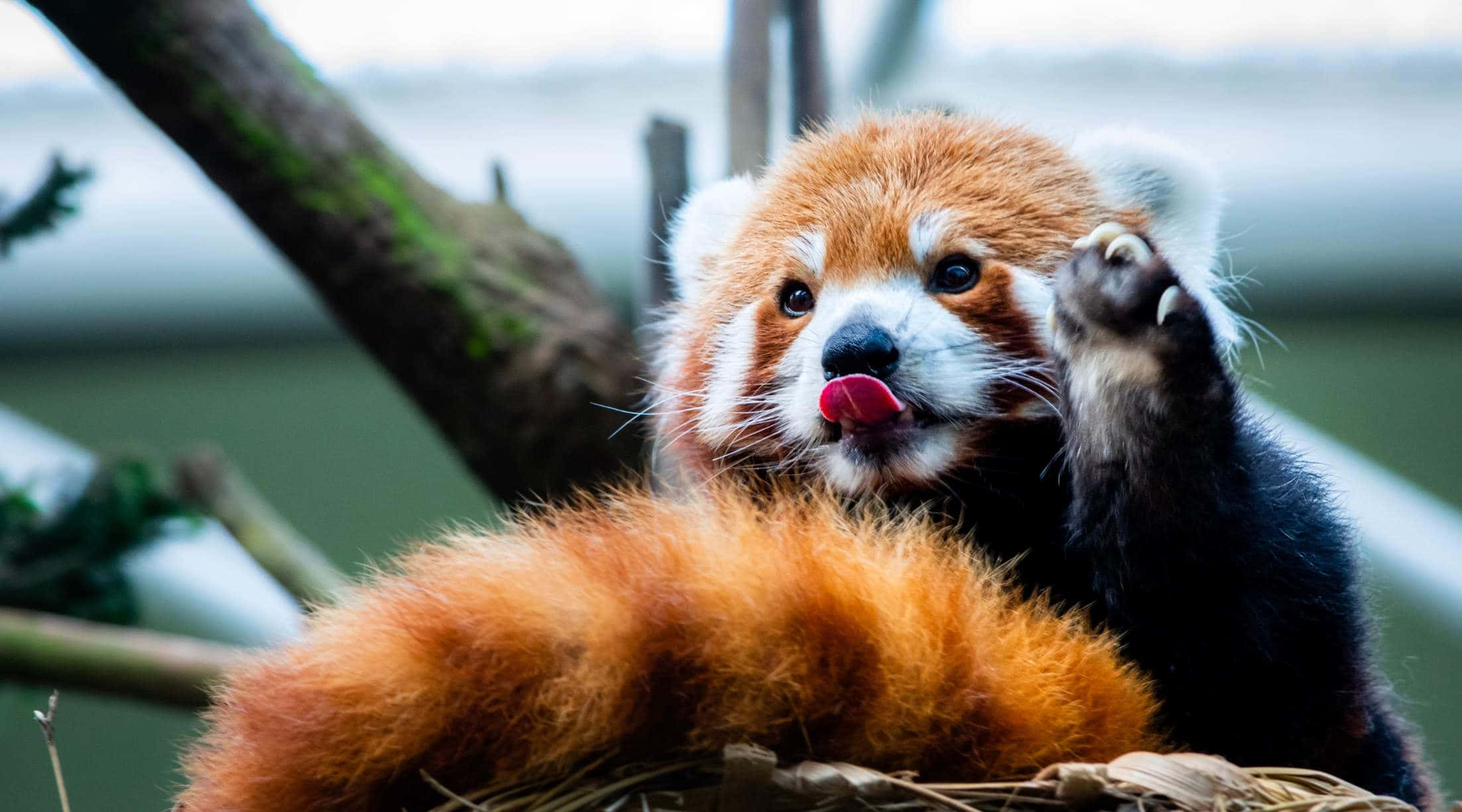red panda, grooming, Singapore Zoo, Full HD Desktop Wallpaper