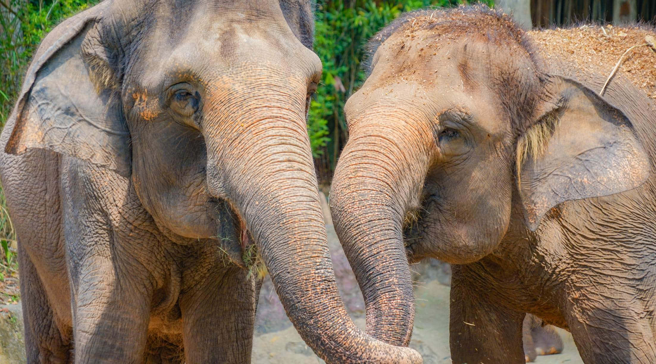 elephant, Singapore Zoo, wrinkled gray skin, Full HD Desktop Wallpaper