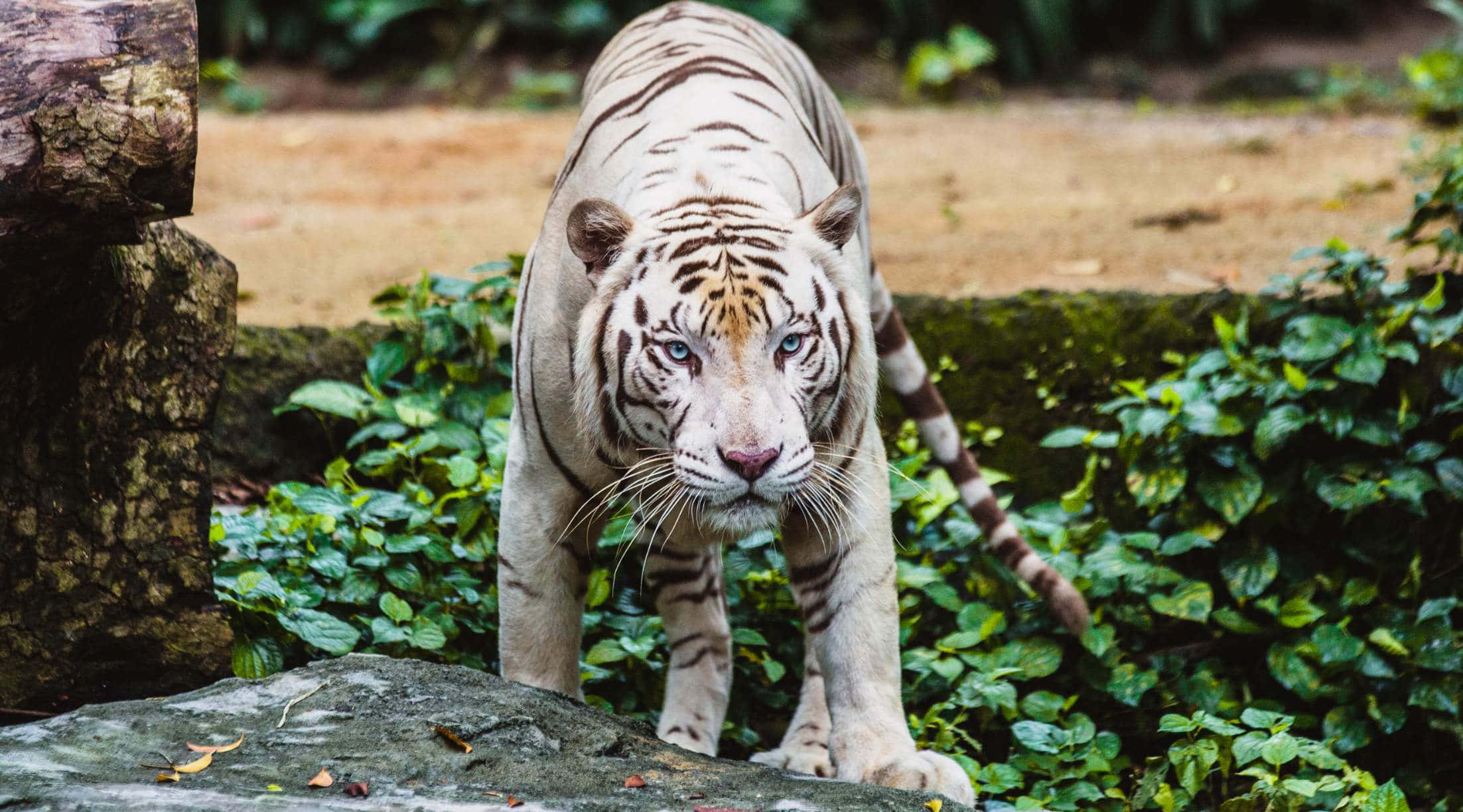 white tiger, Singapore Zoo, piercing blue eyes, Full HD Desktop Wallpaper