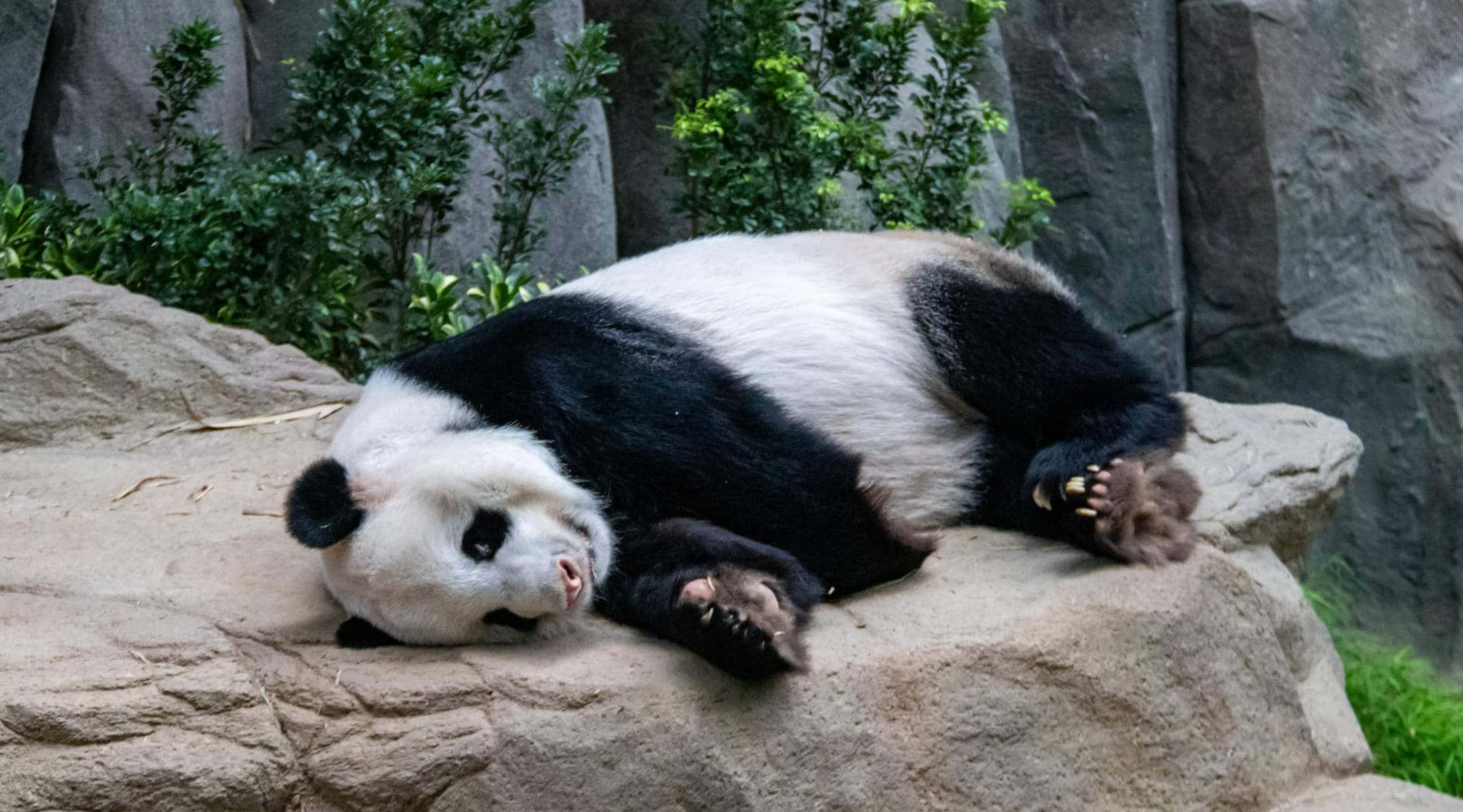 giant panda, sunlit rock, green foliage, Full HD Desktop Wallpaper