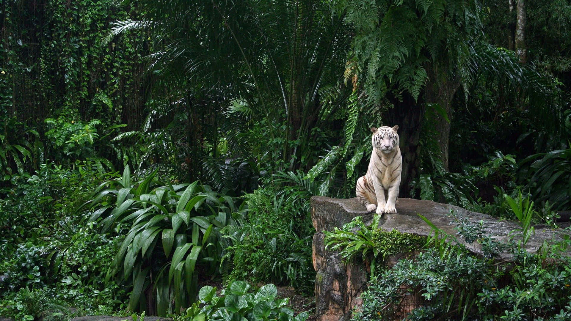 white tiger, Singapore Zoo, mossy log, Full HD Desktop Wallpaper