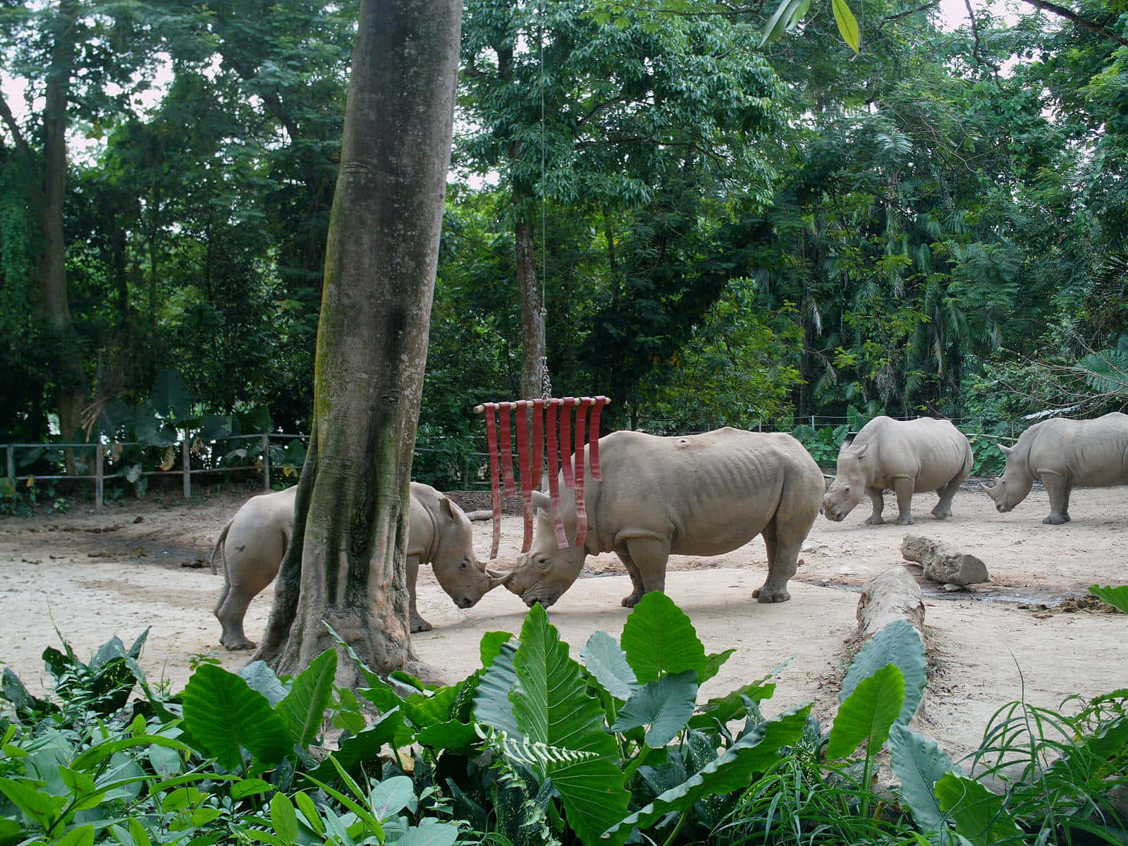 white rhinos, sunlit forest clearing, thick green foliage, HD Desktop Wallpaper