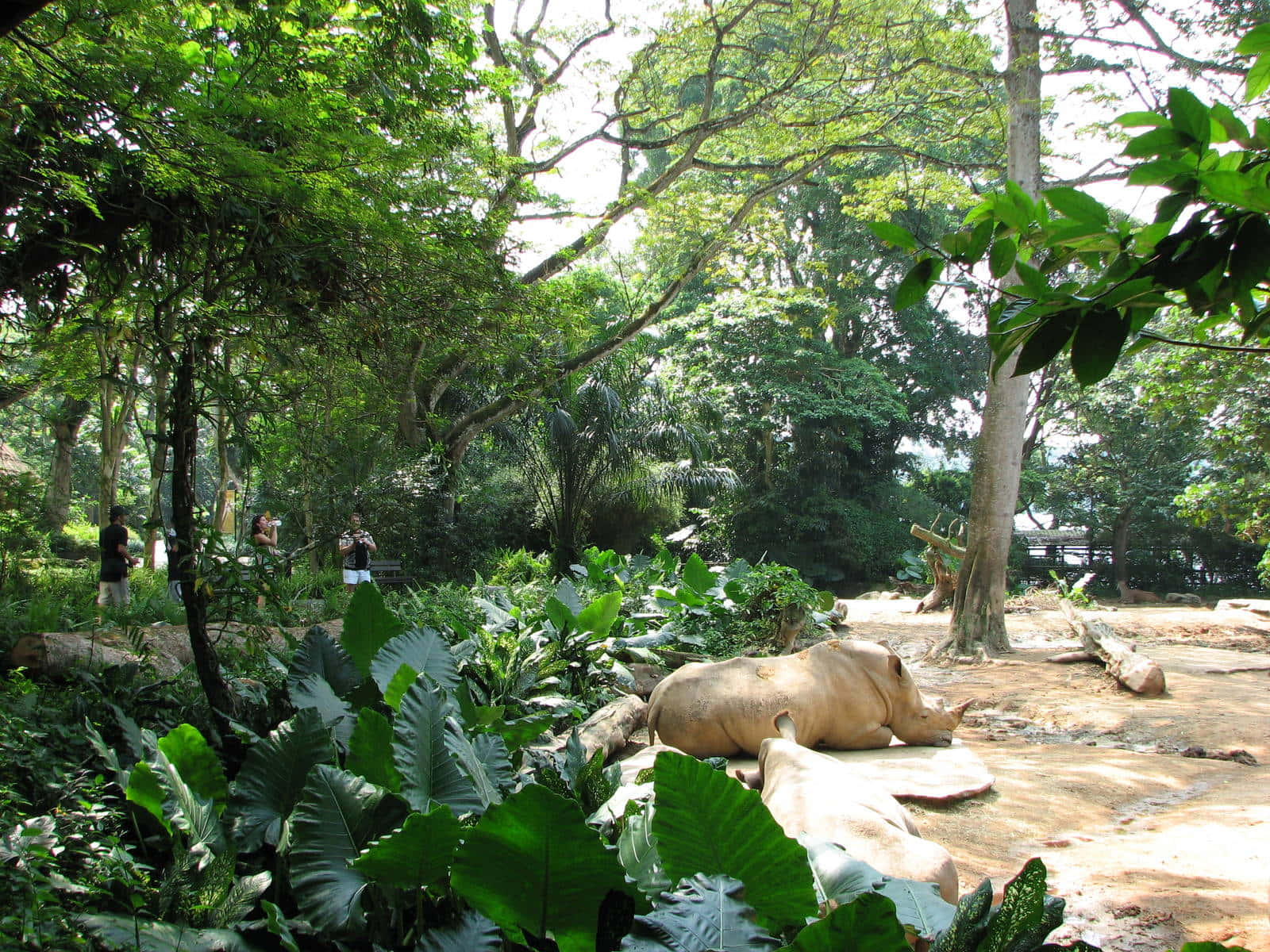 white rhino, Singapore Zoo, sunlit patch of earth, HD Desktop Wallpaper