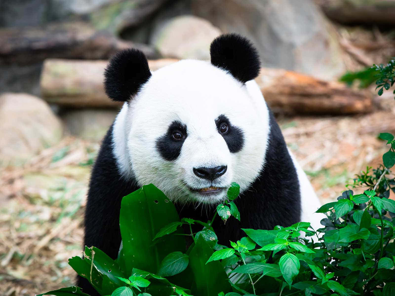 giant panda, black ears, eye patches, HD Desktop Wallpaper