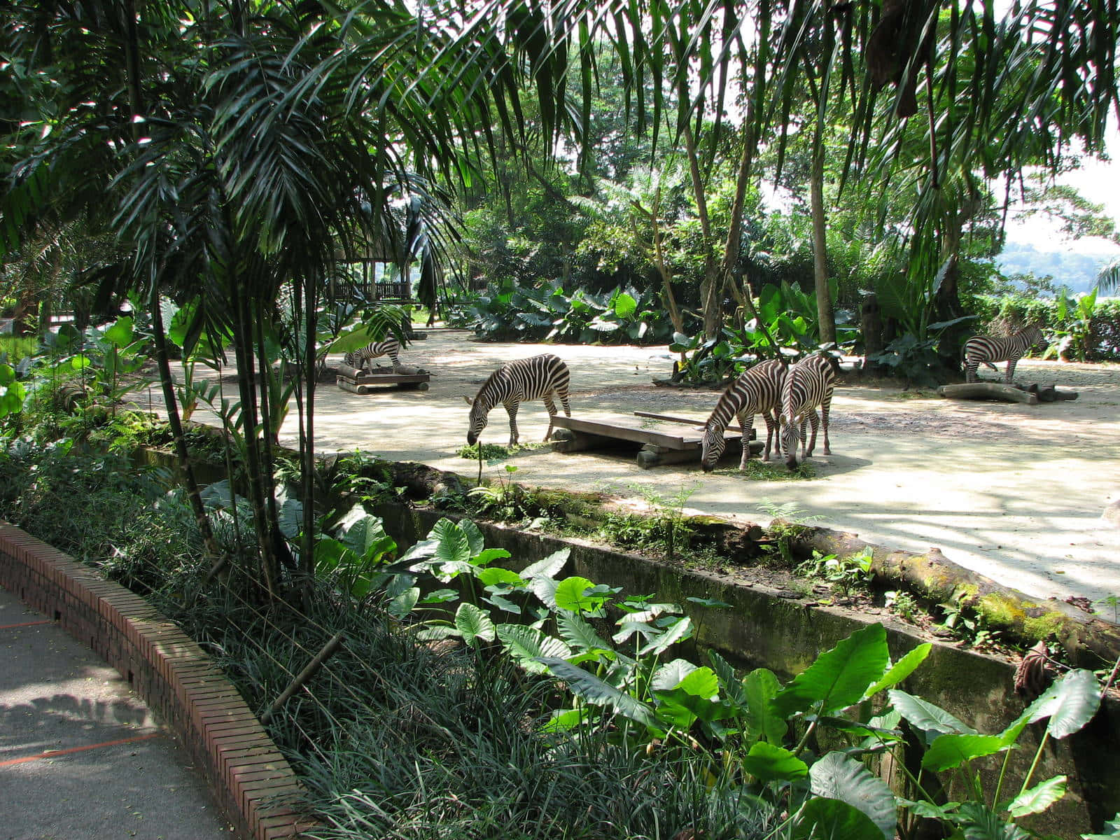 zebras, Singapore Zoo, sunlit tropical enclosure, HD Desktop Wallpaper