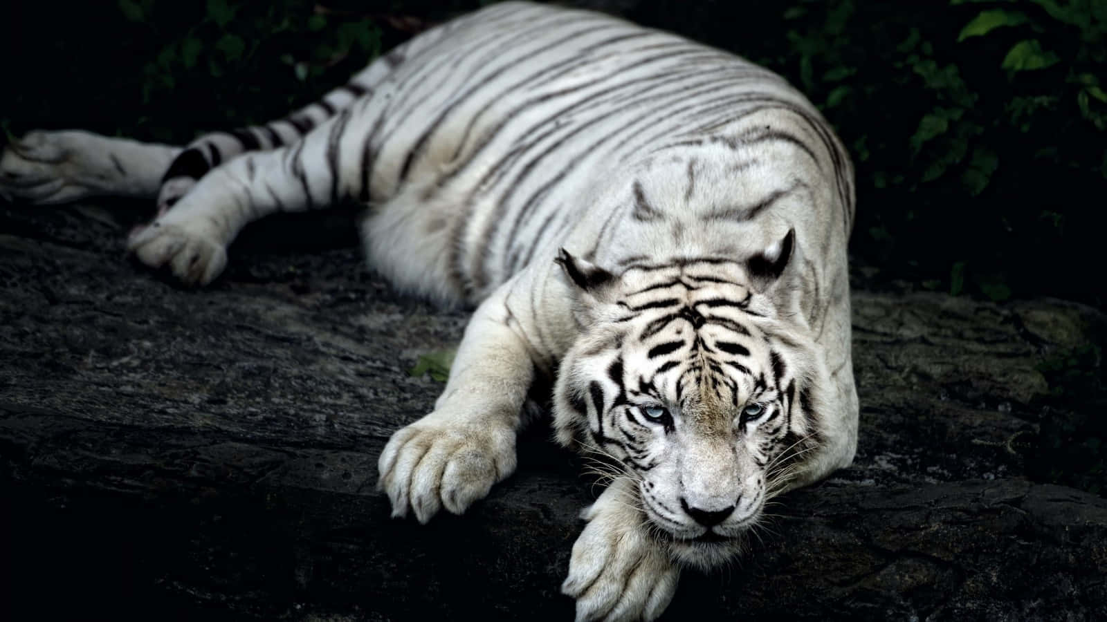 white tiger, piercing blue eyes, dark rock, HD Desktop Wallpaper