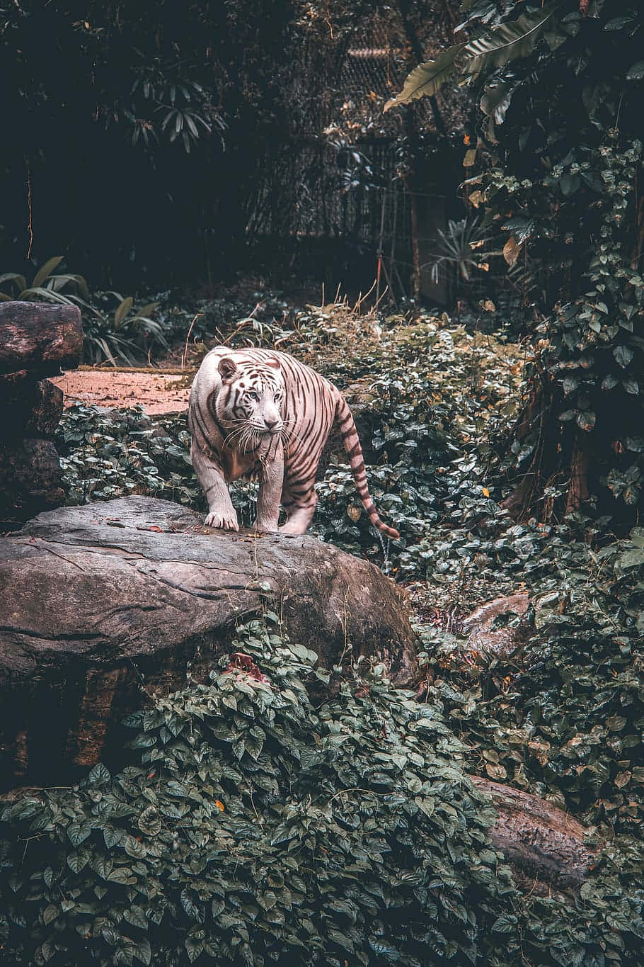 majestic white tiger, black stripes, mossy rock, HD Phone Wallpaper