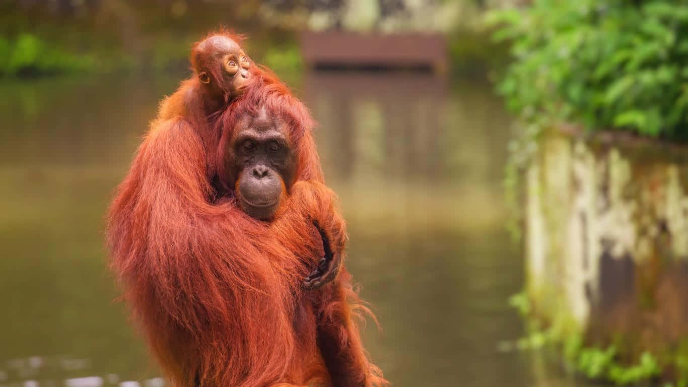 orangutan mother and baby, Singapore Zoo, calm waterway, HD Desktop Wallpaper