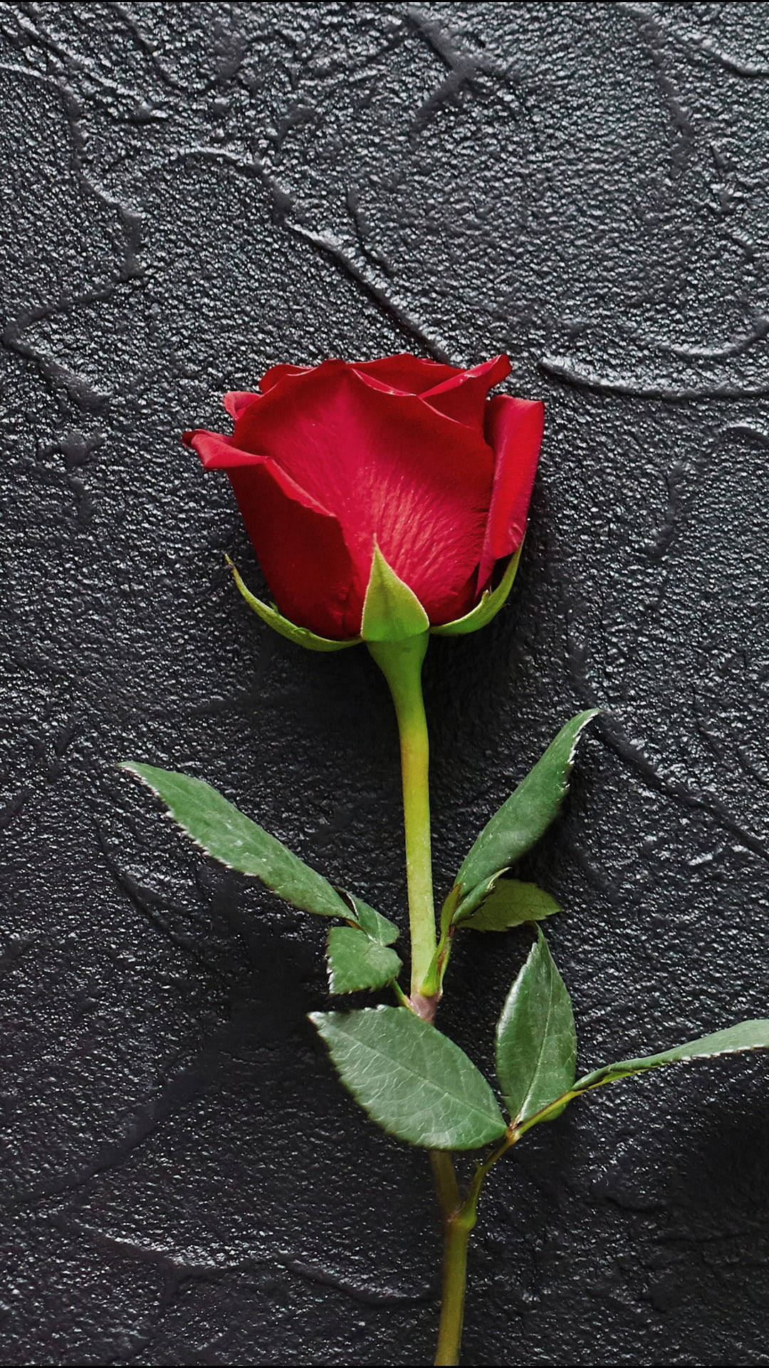 single red rose, full bloom, green stem, Full HD Phone Wallpaper
