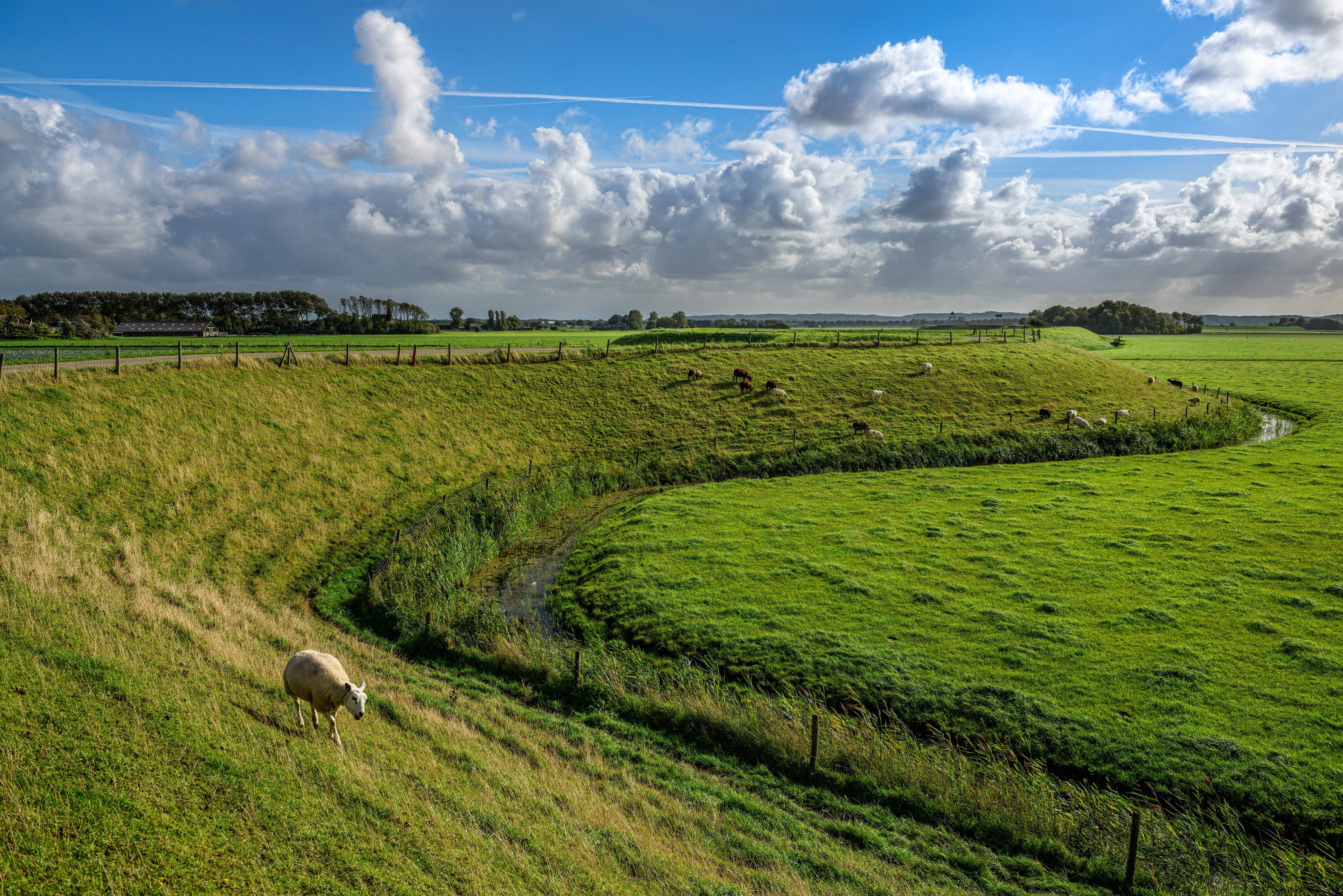 Sint Maarten, green meadows, sheep, 4K Desktop Wallpaper