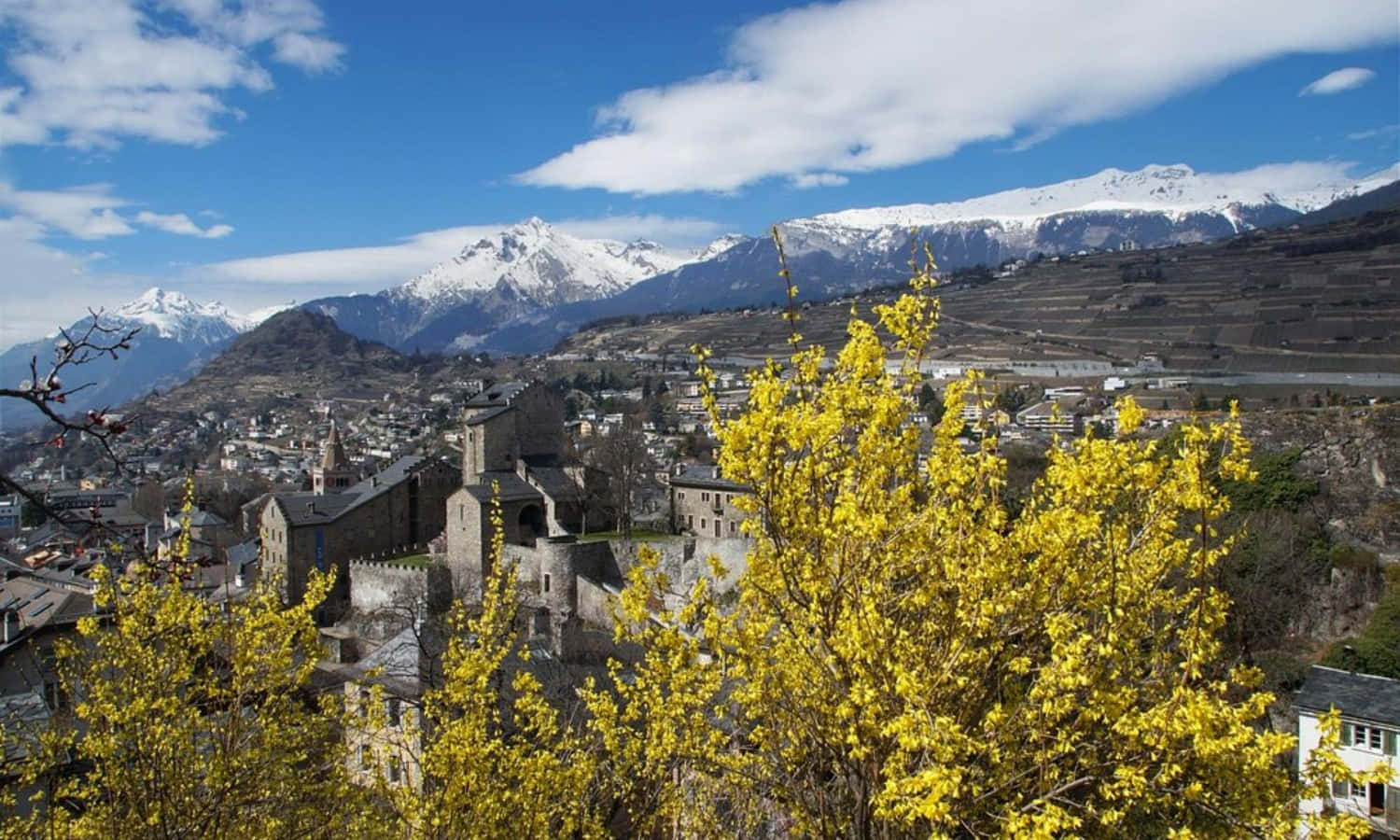 Sion Switzerland, vibrant yellow blossoms, historic stone village, HD Desktop Wallpaper