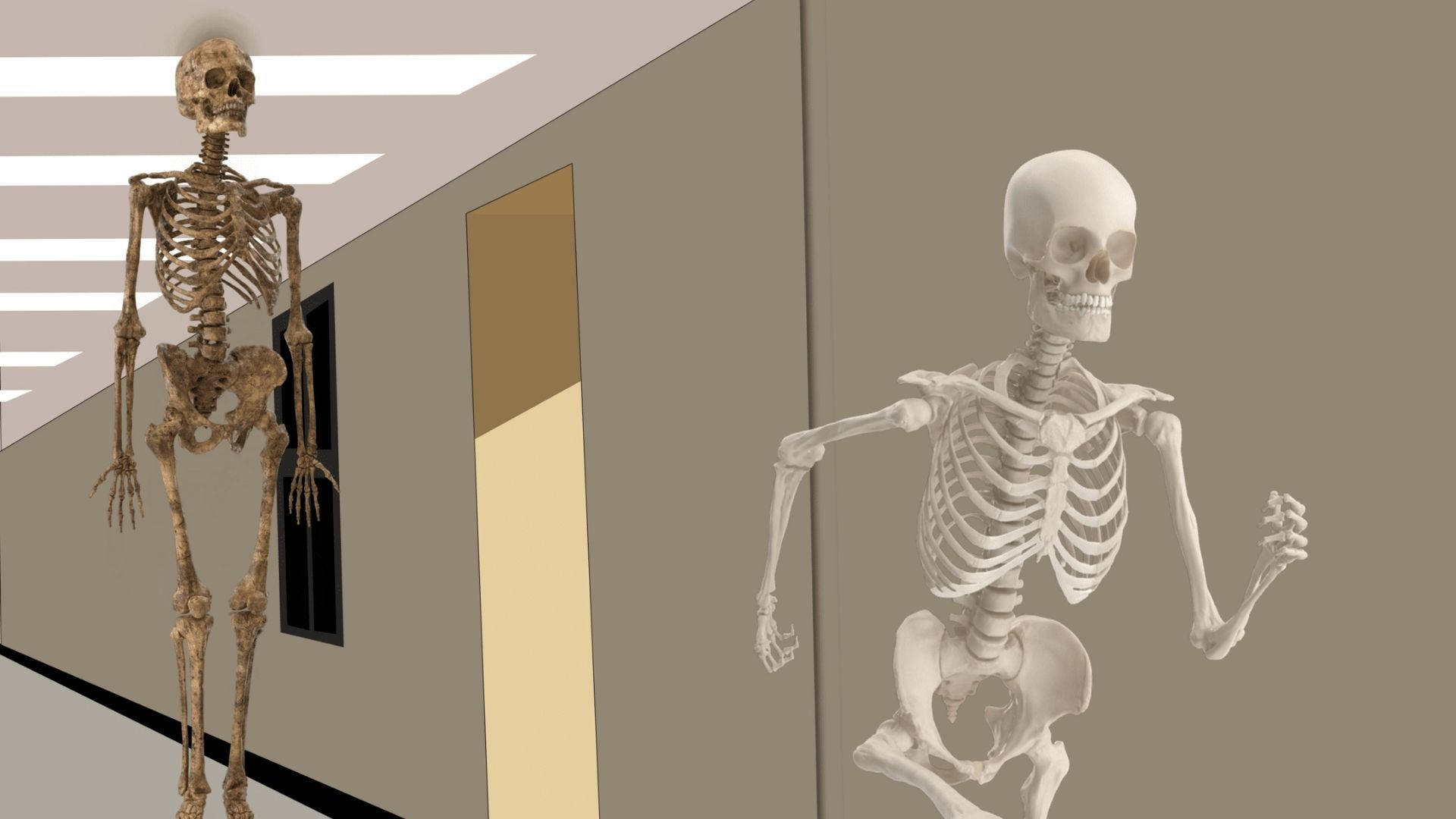 Running Away Skeleton Meme, anatomical skeletons, sterile hallway, Full HD Desktop Wallpaper
