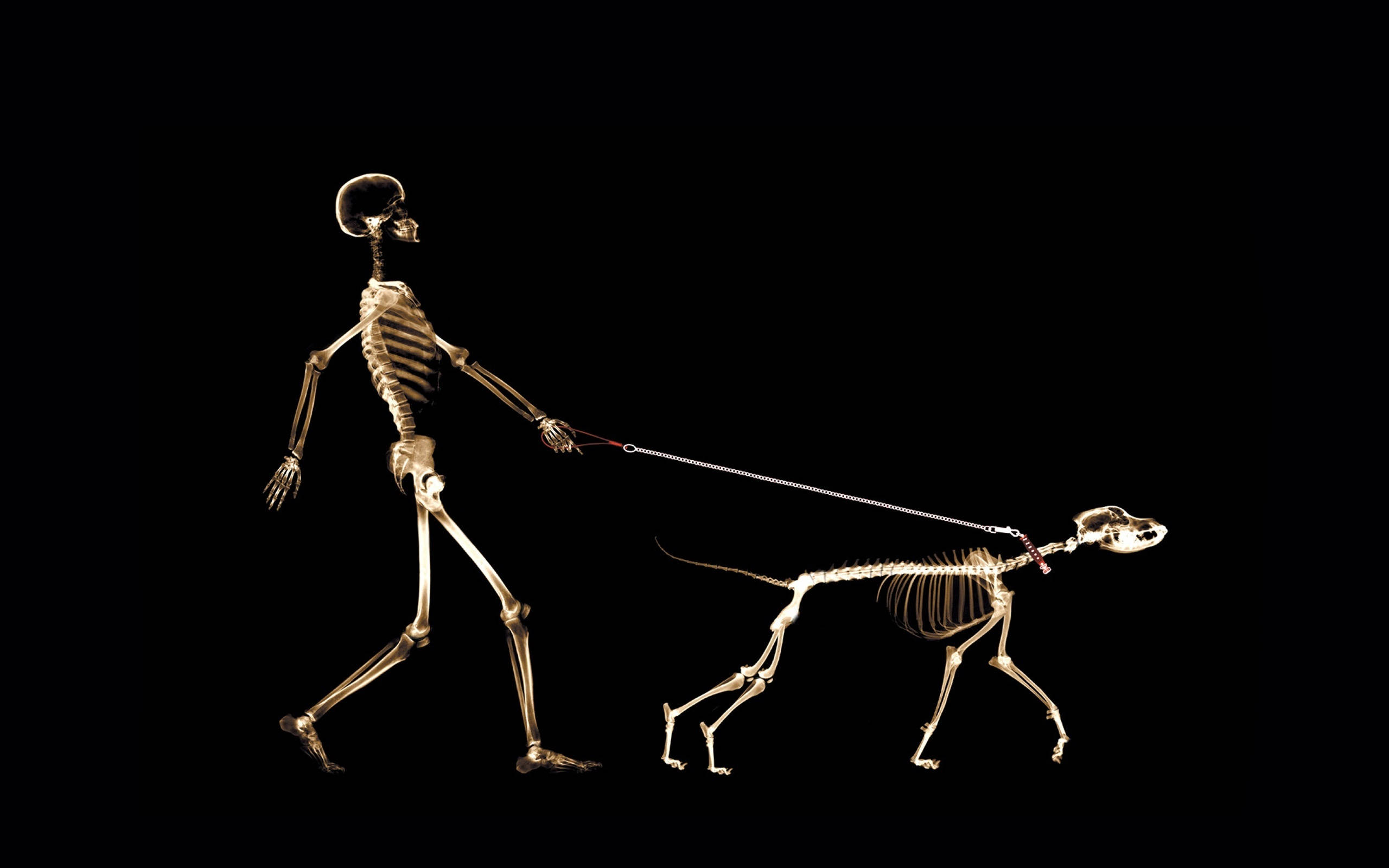 Skeleton Meme Pet, glowing golden human skeleton, smaller dog skeleton, 2K Desktop Wallpaper